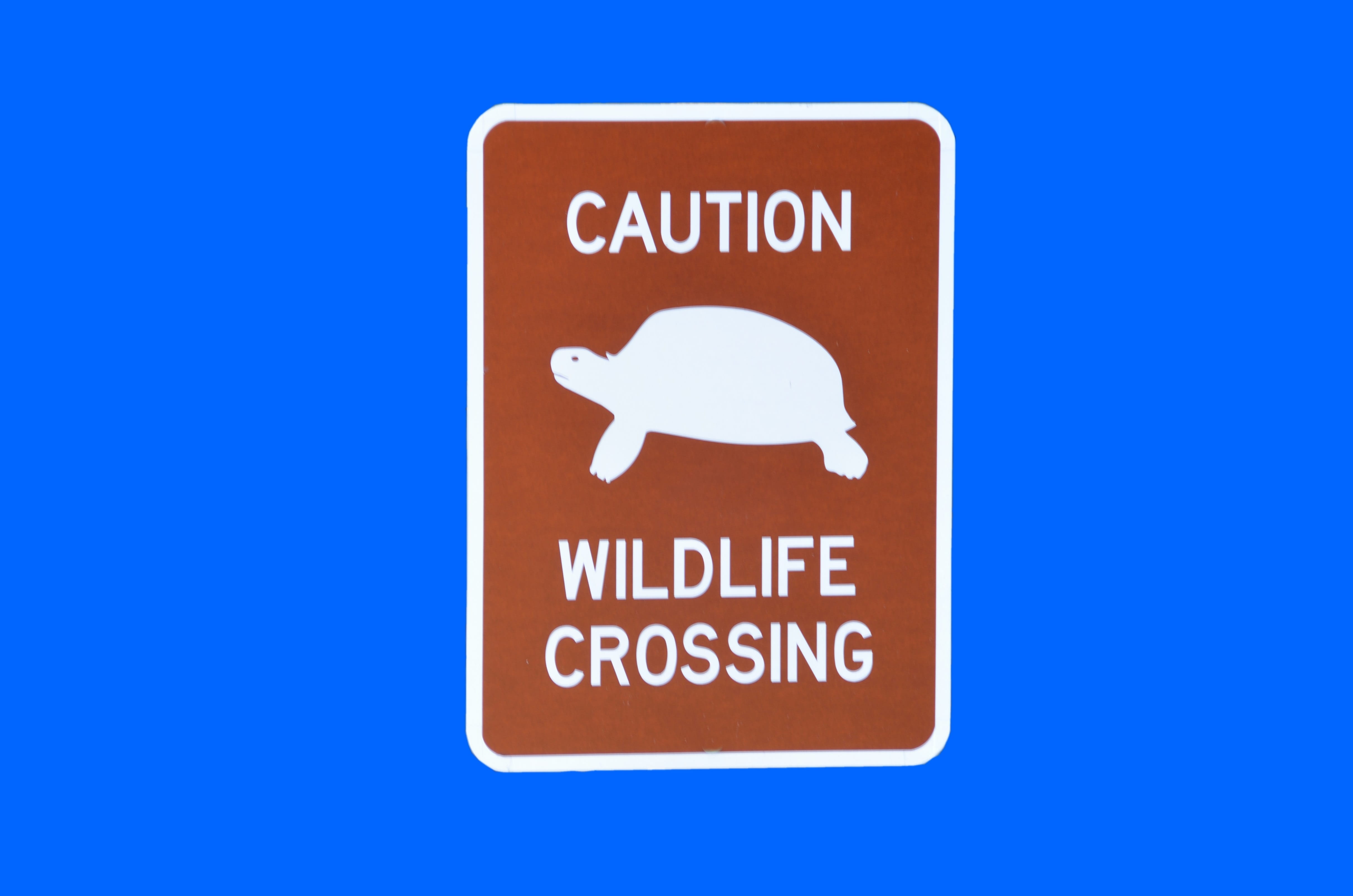 4K, hungry, mammal, message, western script, technology, cut out, forest, guidance, isolated, close-up, warning, day, landscape, safety, wild, roadside, HD Wallpaper