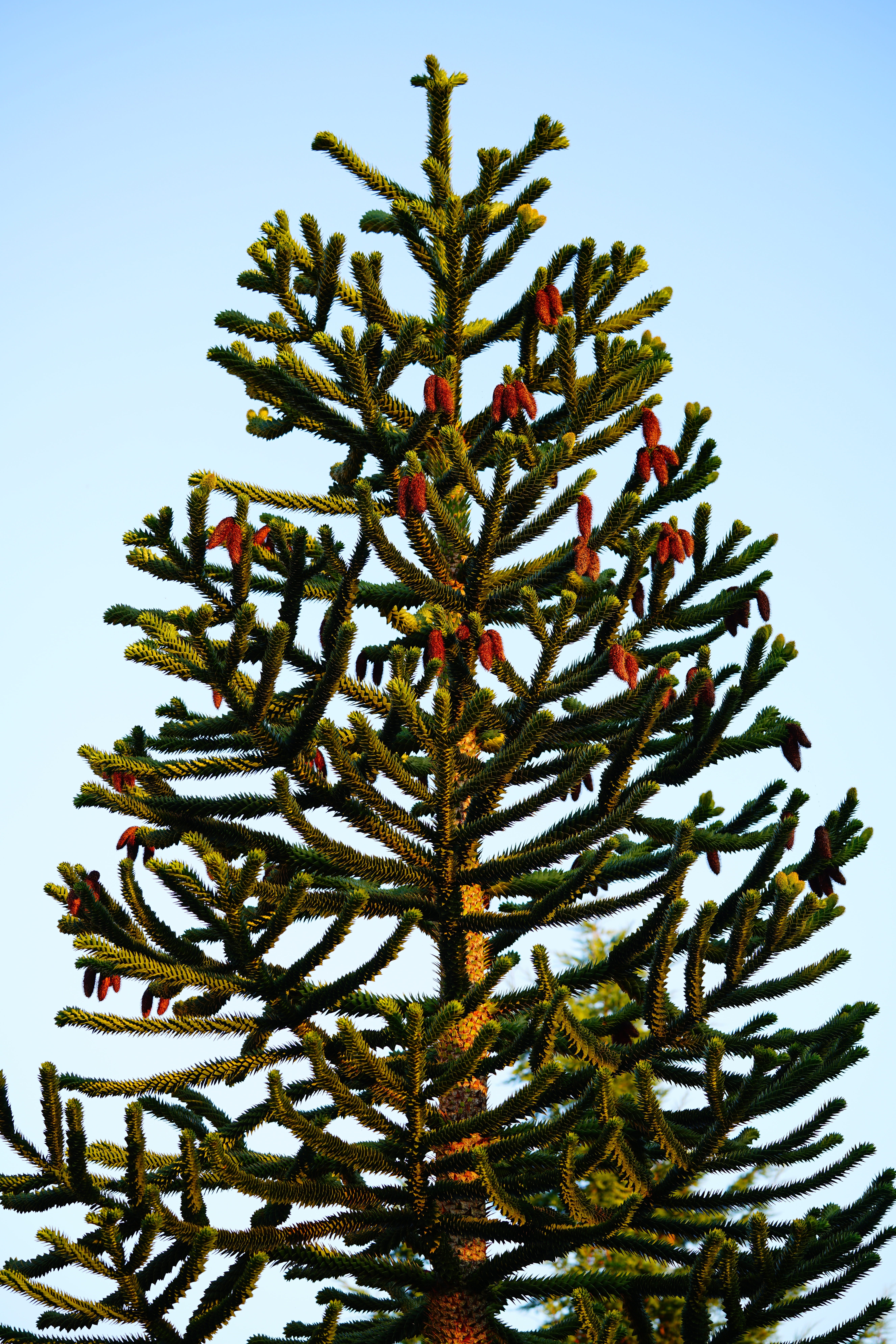 chile pine, snake tree, decoration, christmas decoration, chilean schmucktanne, no people, coniferous tree, plant, day, araucaria, clear sky, chile fir, Phone HD Wallpaper