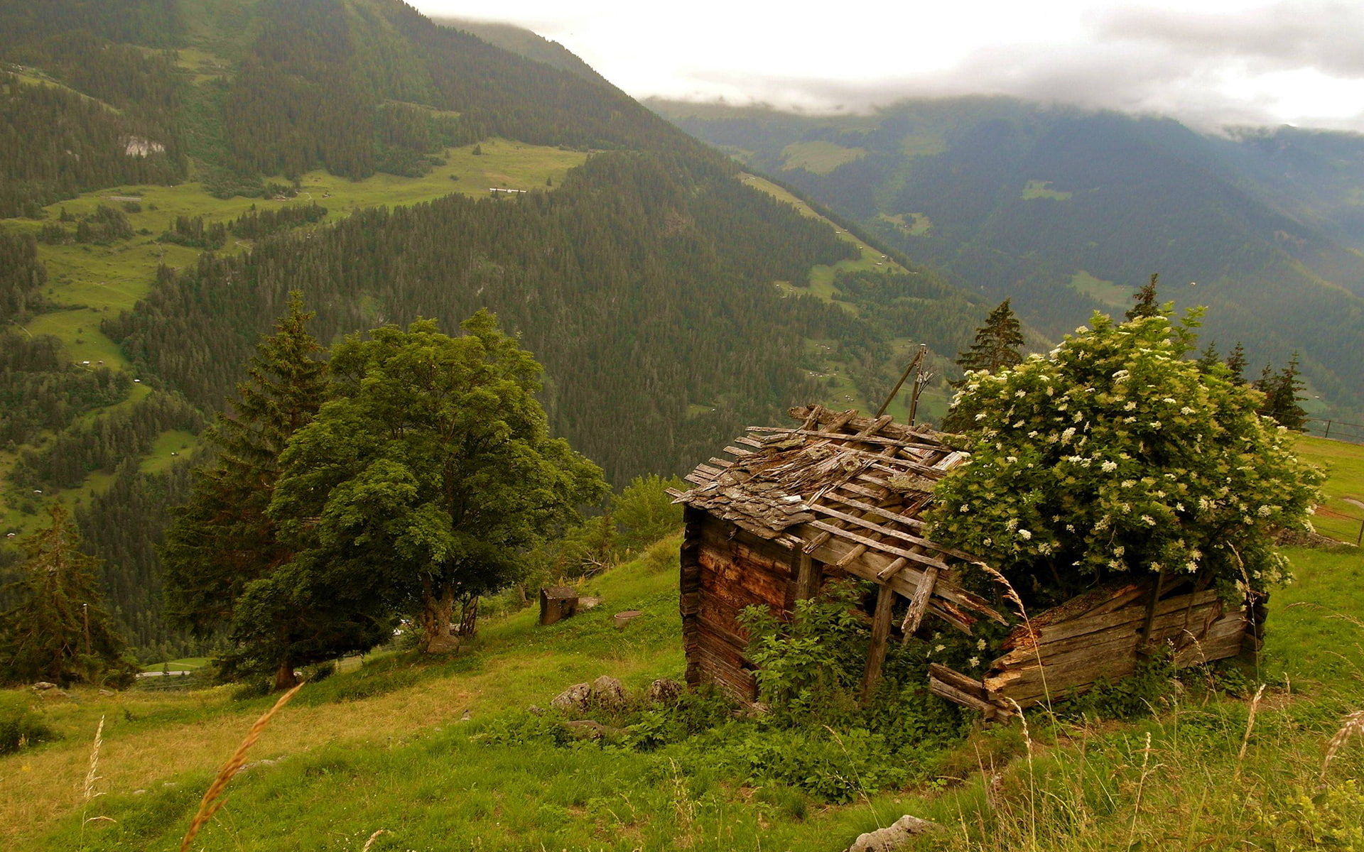 landscape, hd, trees, grass, brown, log, deserted, cabin, cottage, 1080P, abandon, shed, nature, HD Wallpaper