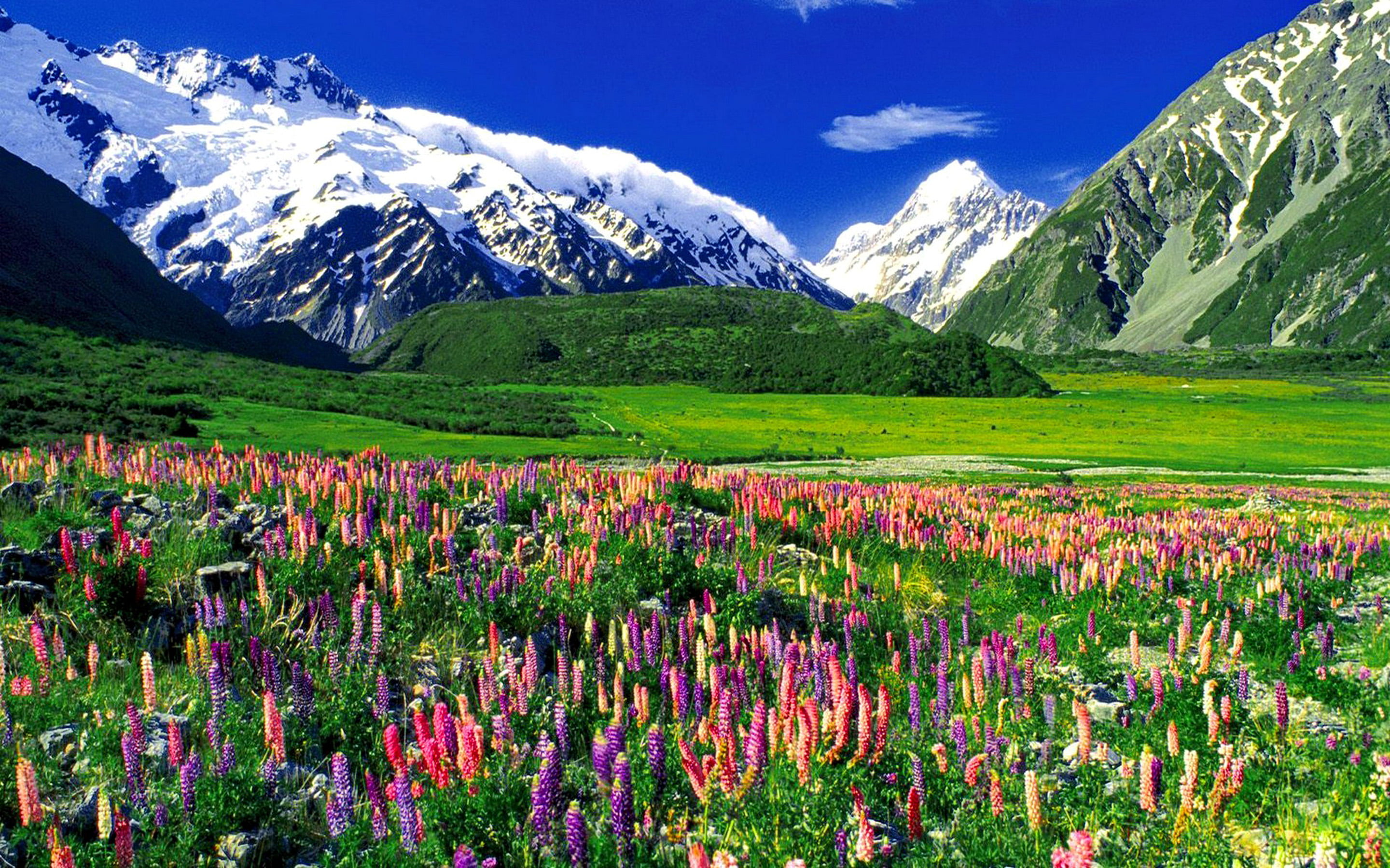 mountain, snowy, rocky, tranquil scene, hd, scenics - nature, desktop, outdoors, grass, land, landscape, flower, peaks, field, blue, lupine, HD Wallpaper