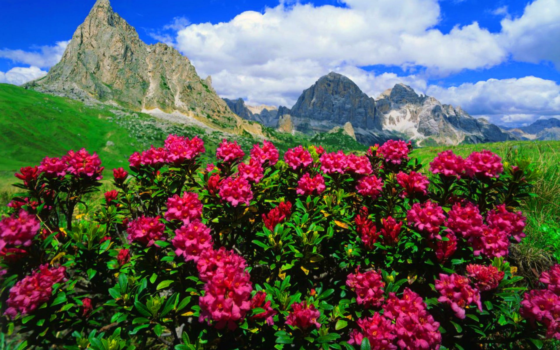 phones, grass, green, meadows, blue, 1080P, desktop, laptops, mountain, mobile, clouds, hd, pink, peaks, rocky, skies, roses, flowers, HD Wallpaper