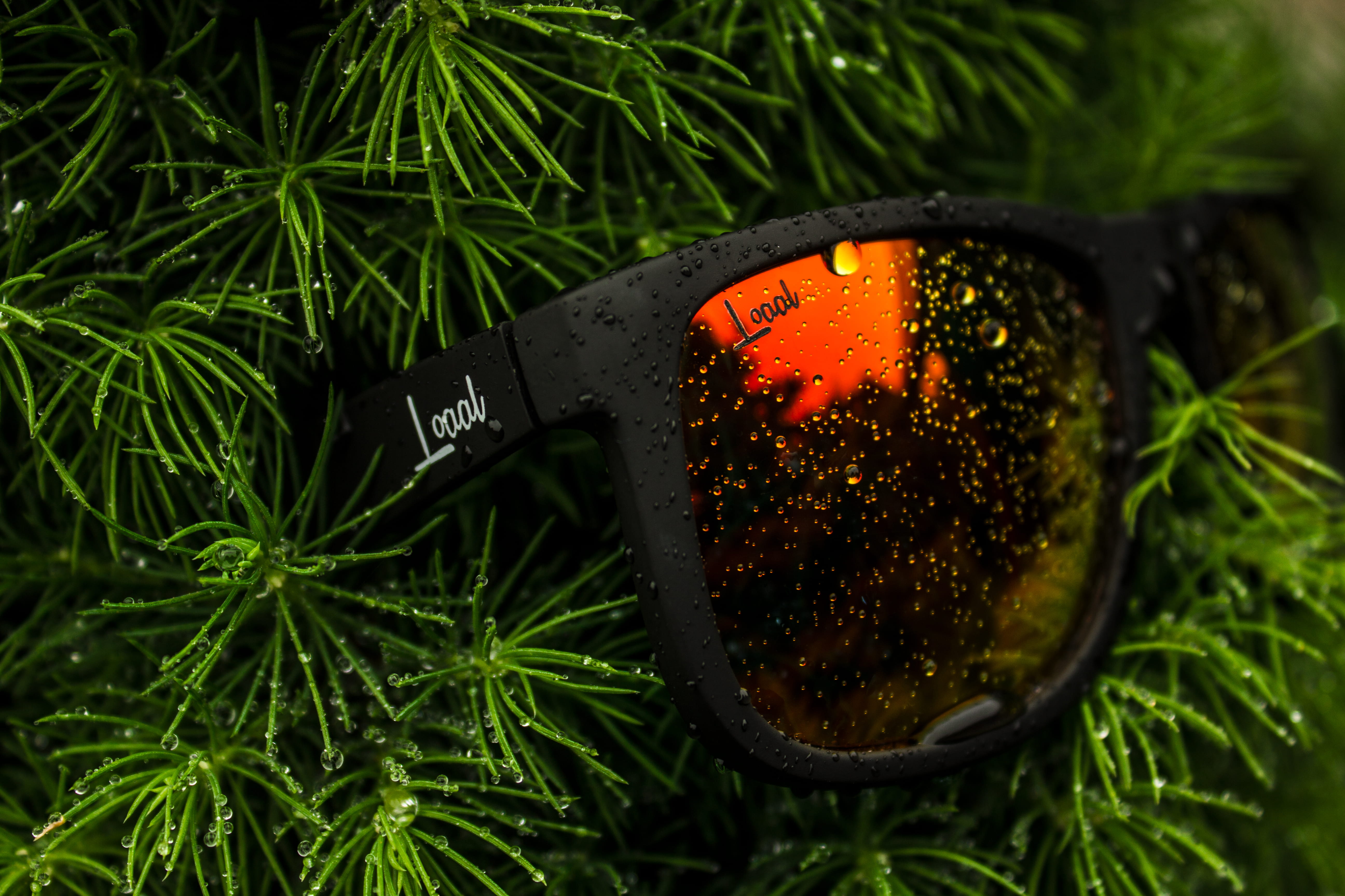 western script, text, herb, fire, 5K, growth, sign, plant part, leaf, burning, close-up, outdoors, iasi, plant, tree, communication, drops, product, no people, HD Wallpaper
