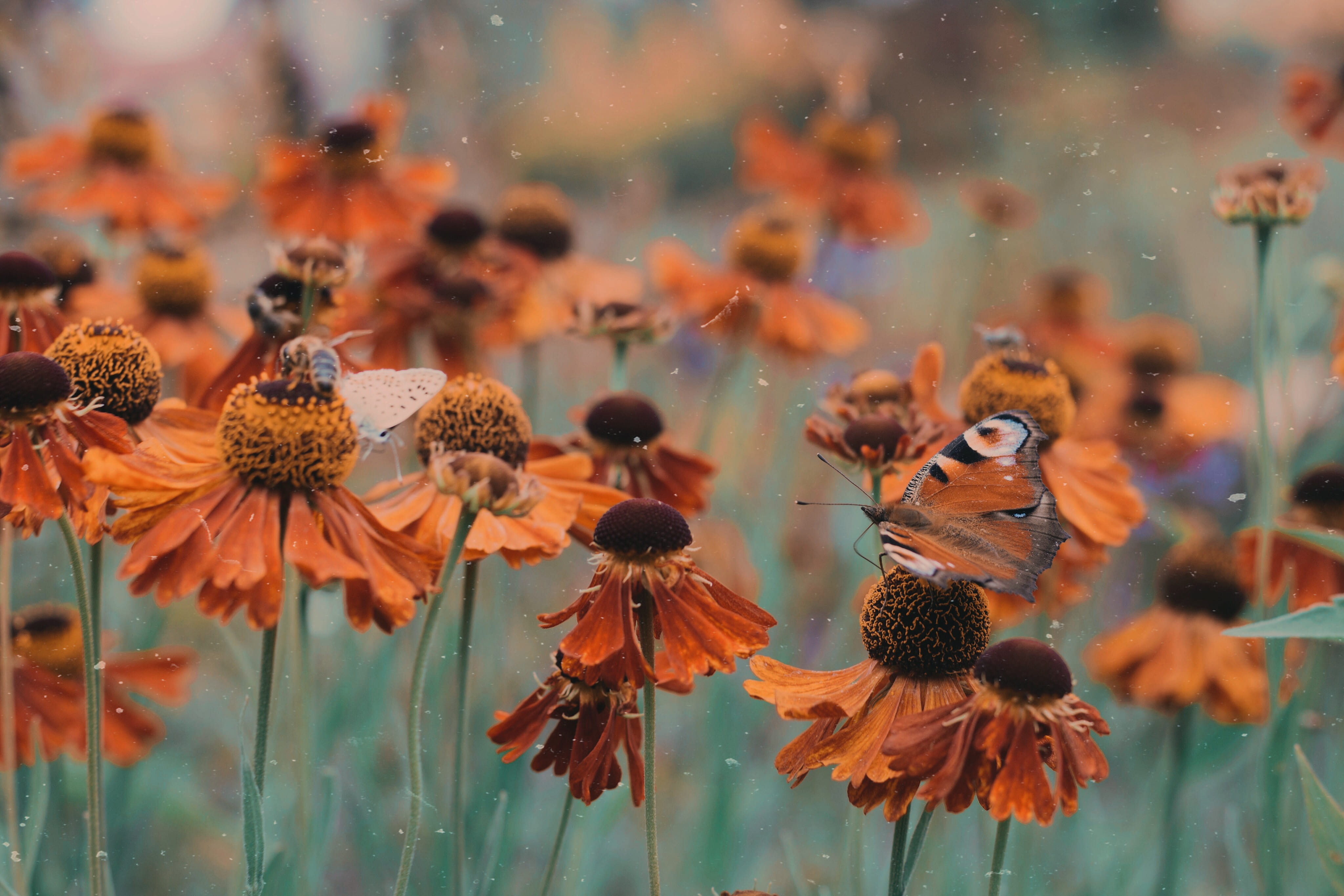 colourful, polska, flower, flowers, meadow, poland, field, nature, green, bee, green Color, beauty In Nature, brown, pollen, animal, botany, backgrounds, HD Wallpaper
