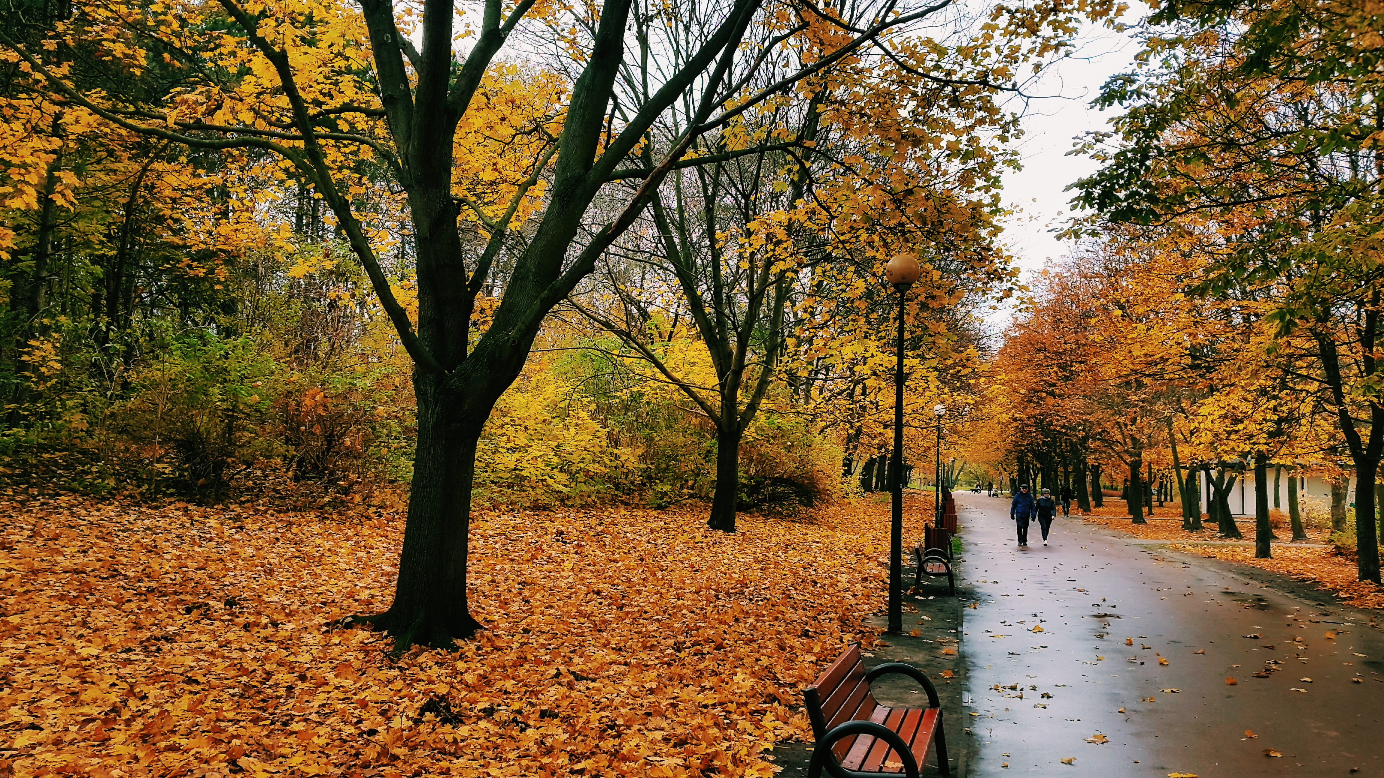 warszawa, autumn, trees, leaves, poland, growth, scenics - nature, plant part, beauty in nature, the way forward, nature, yellow, park szczęśliwicki, 4K, HD Wallpaper