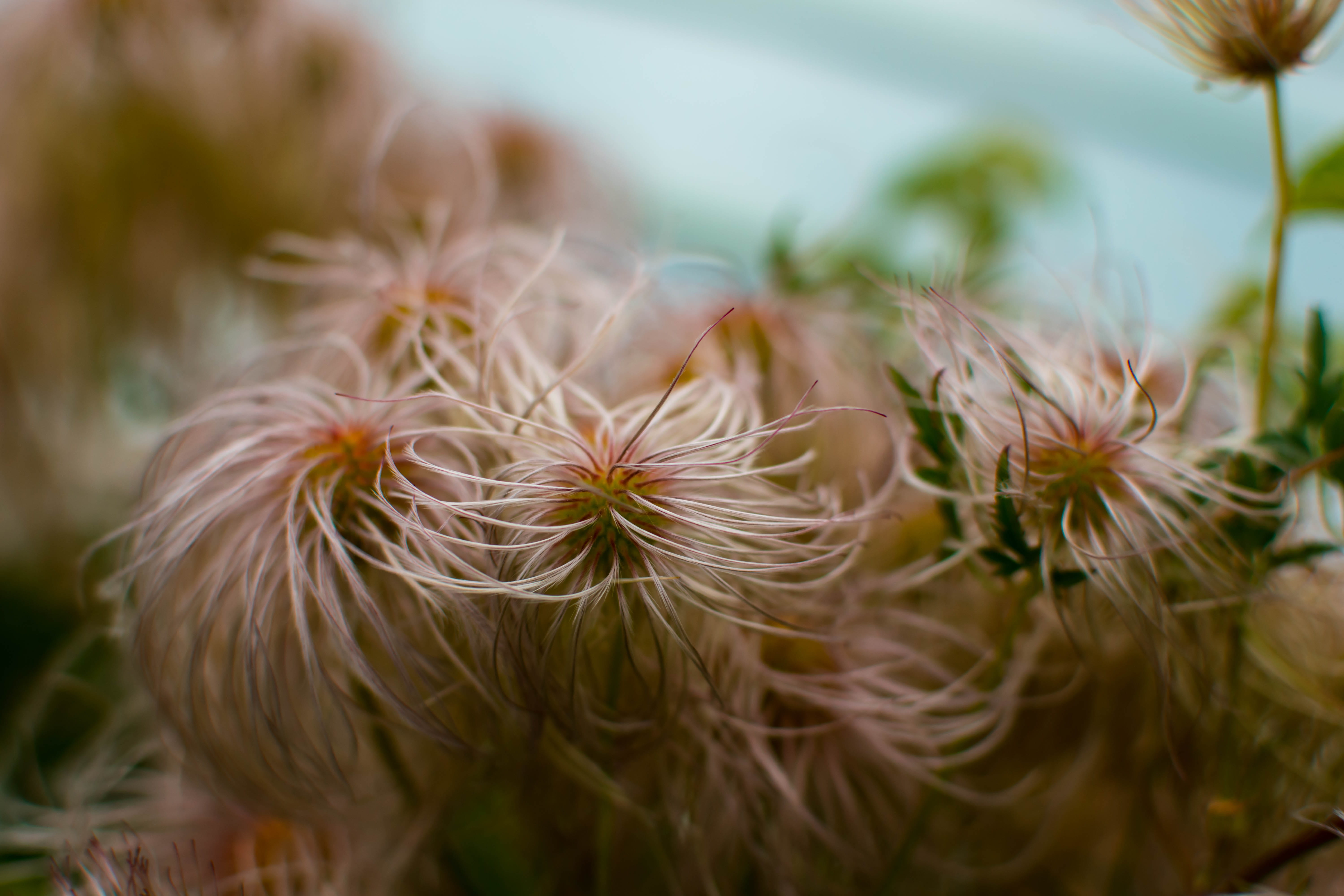 fragility, white color, warsaw university library, no people, petal, inflorescence, vulnerability, 5K, plant, dandelion seed, freshness, plants, outdoors, HD Wallpaper