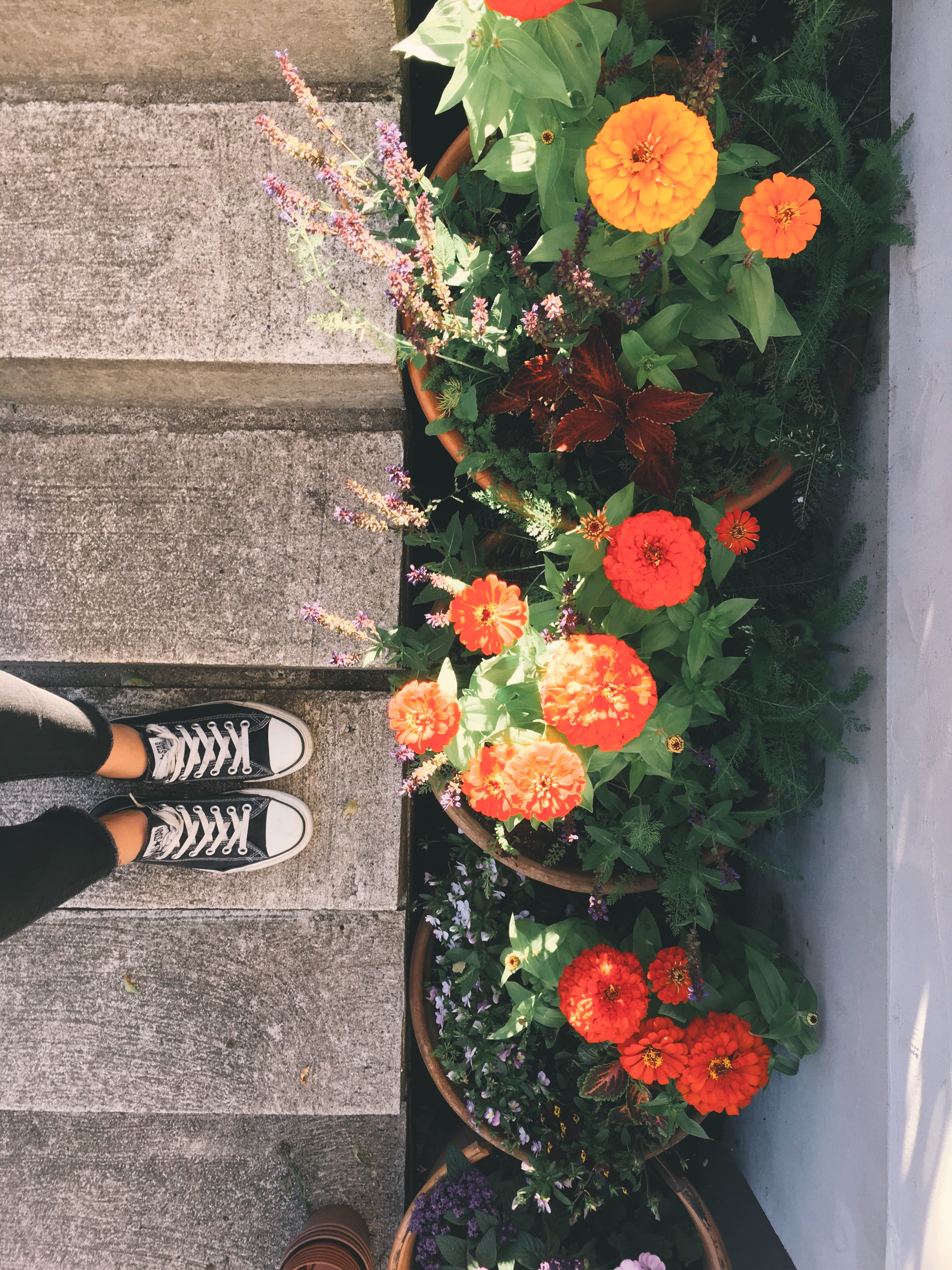 human leg, growth, human foot, fragility, amsterdam, california, vsco, beauty in nature, warsaw, flower head, vulnerability, directly above, warszawa, color, Phone HD Wallpaper