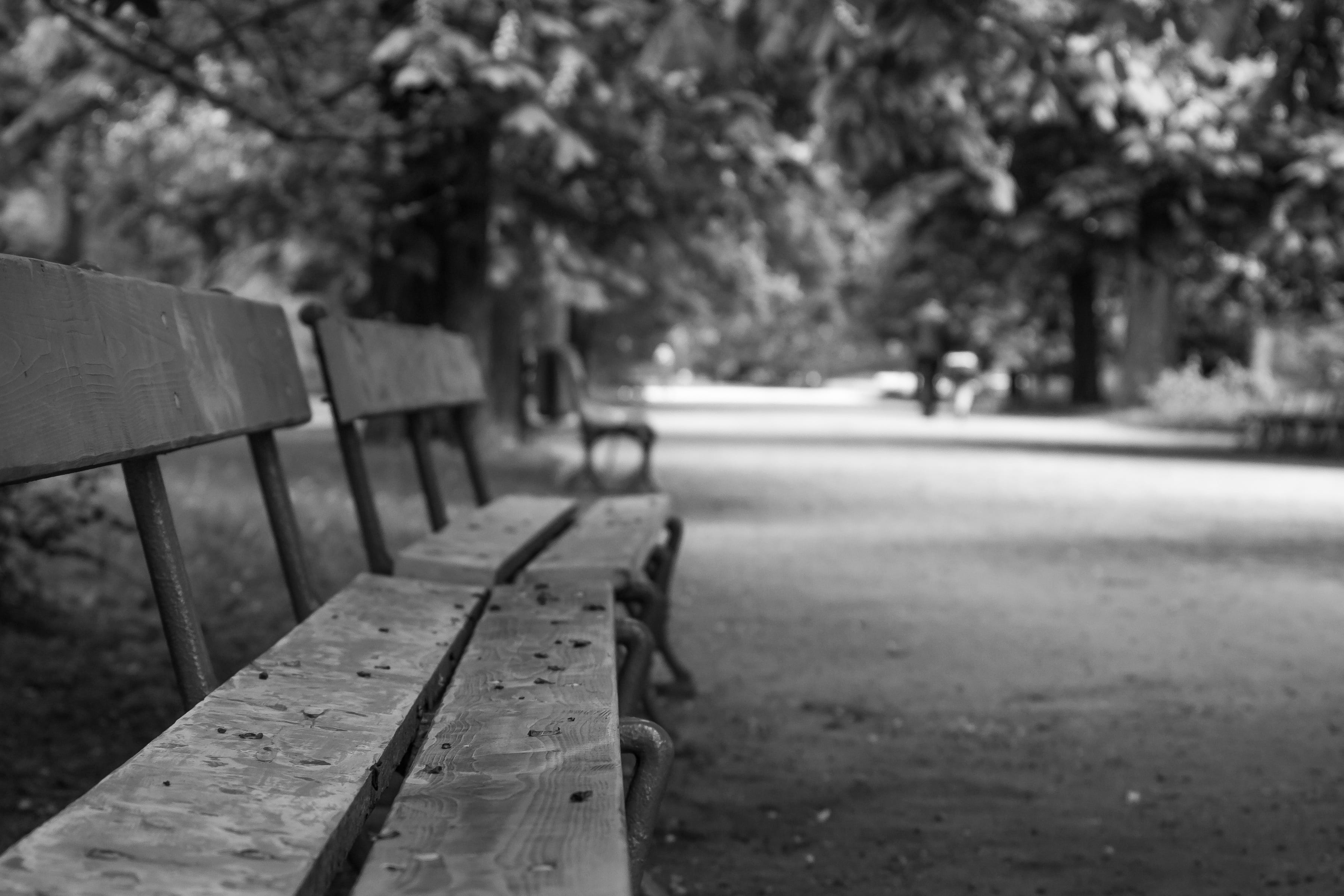 tree, park ujazdowski, 2K, surface level, wood - material, plant, the way forward, park, day, lonely, bw, wood, black, loneliness, warsaw, footpath, absence, HD Wallpaper