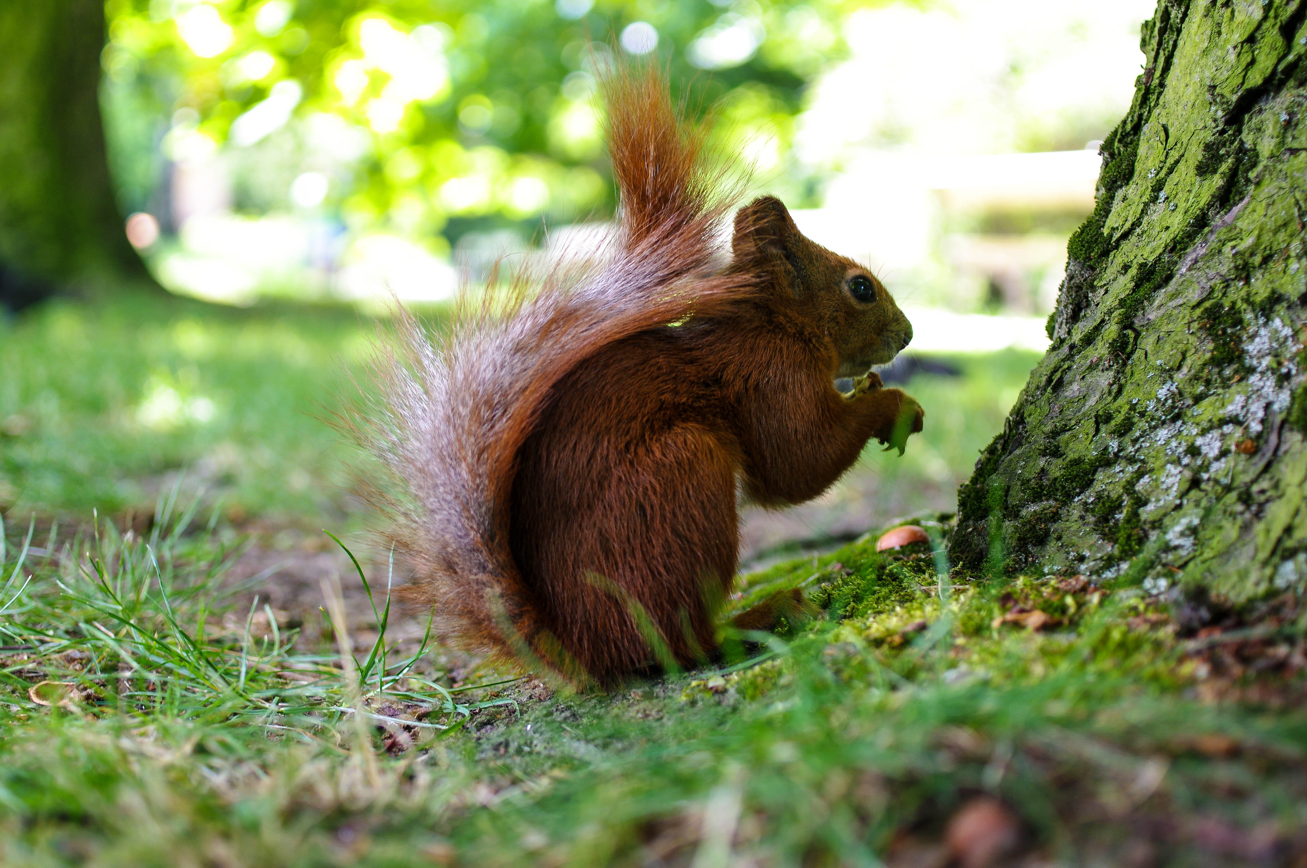 nature, animal themes, mammal, animals in the wild, field, tree, łazienki park, plant, no people, poland, selective focus, trunk, land, outdoors, squirrel, HD Wallpaper