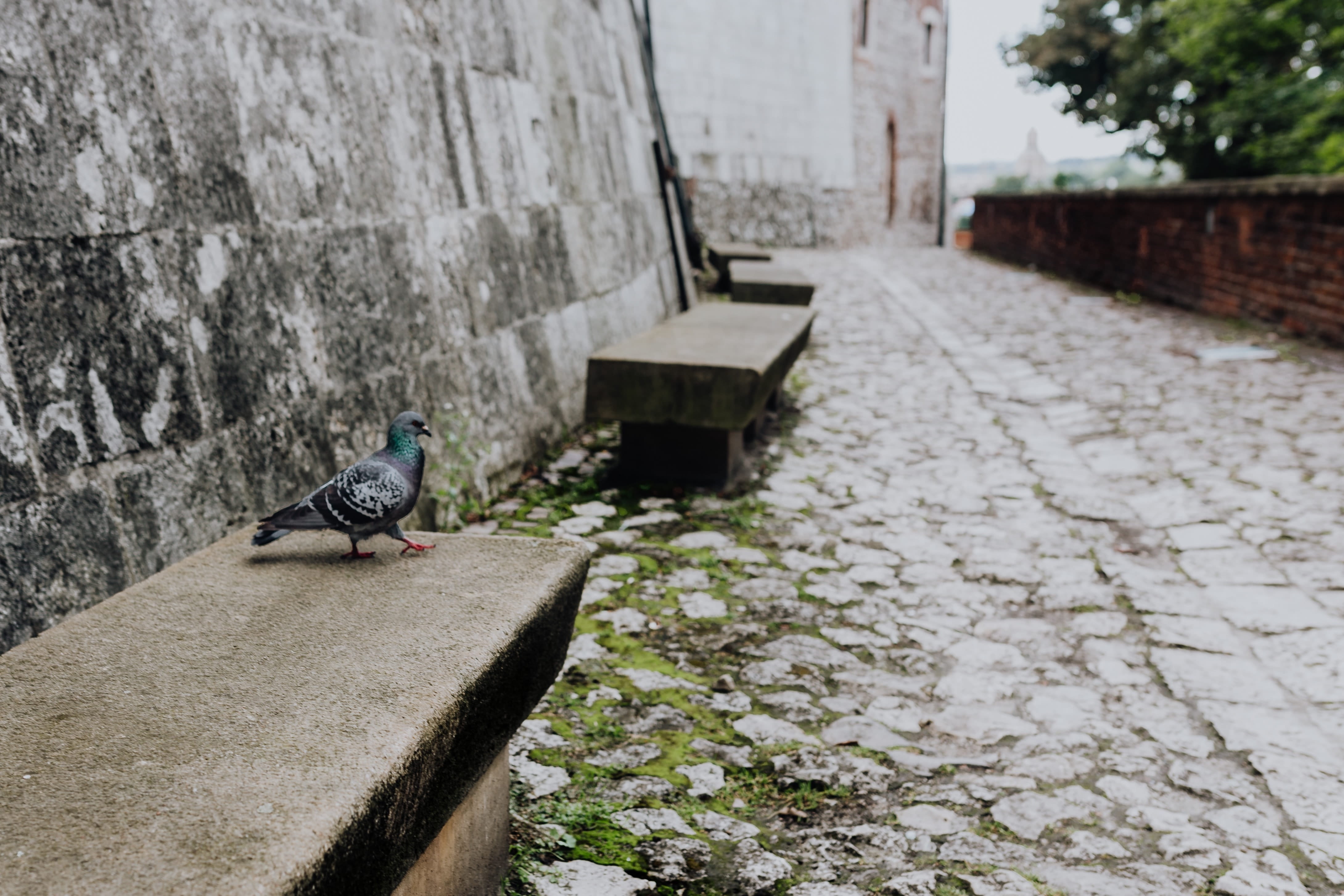 wall - building feature, bird, wall, no people, architecture, animal, travel, animals in the wild, magic, Poland, animal themes, 4K, perching, day, focus on foreground, HD Wallpaper