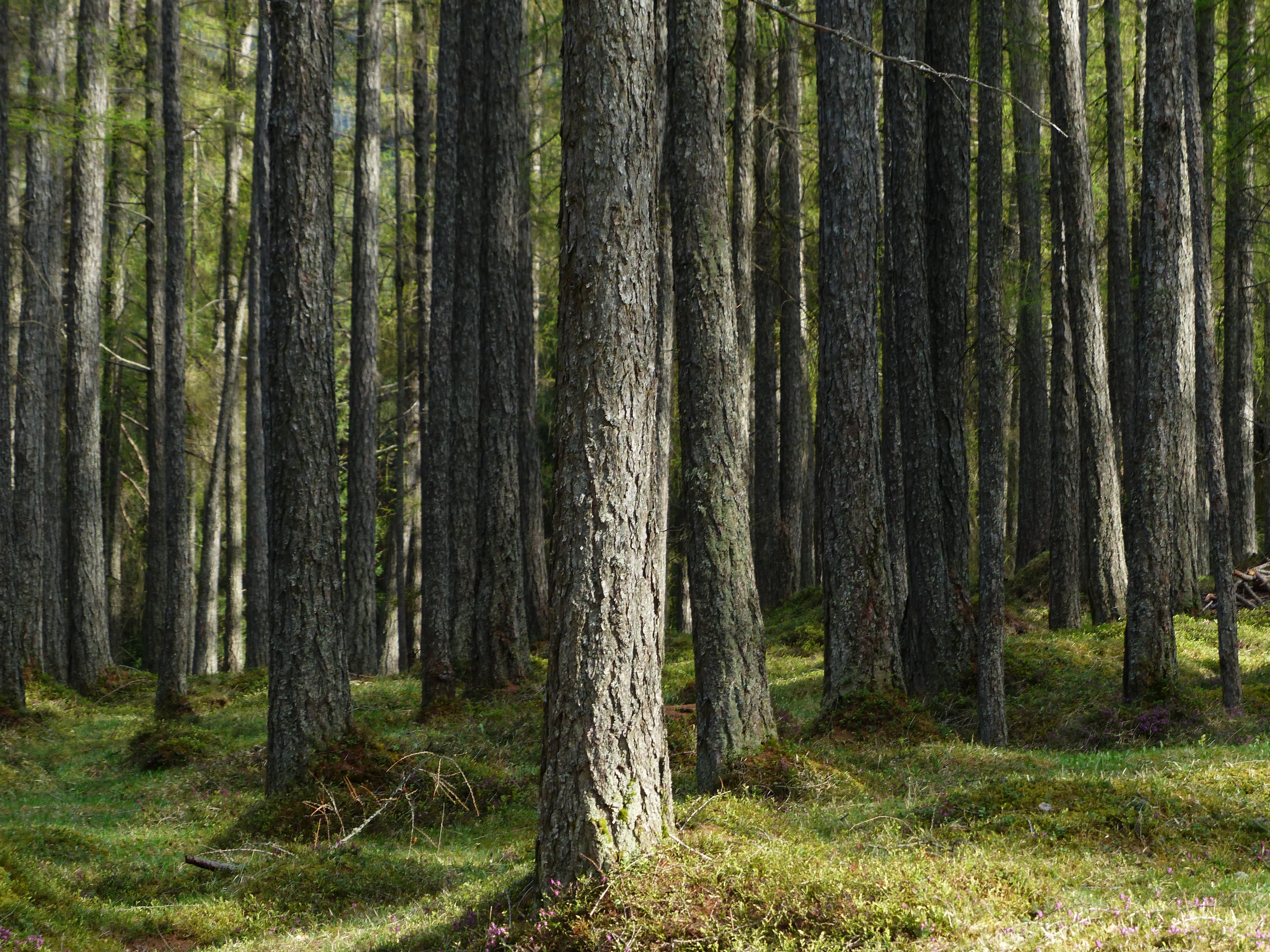 4K, landscape, daytime, green Color, scenics - nature, larch forest, woodland, land, close, fairy tale forest, larix, tree trunk, larch, grass, photo, HD Wallpaper