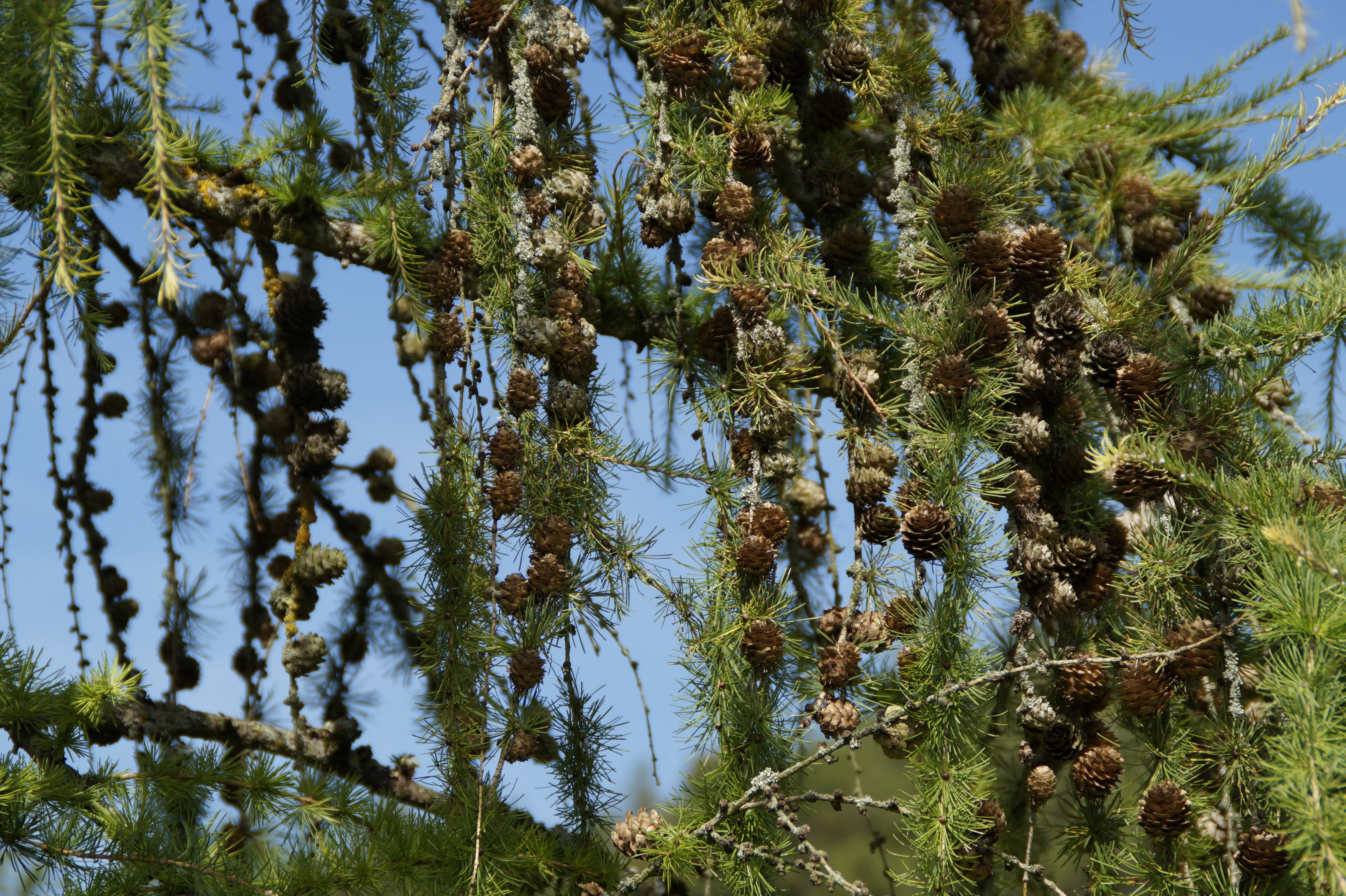 larch cones, day, tranquility, nature, sunlight, tree, conifer, branch, growth, low angle view, tranquil scene, aesthetic, larch, sky, beauty in nature, HD Wallpaper