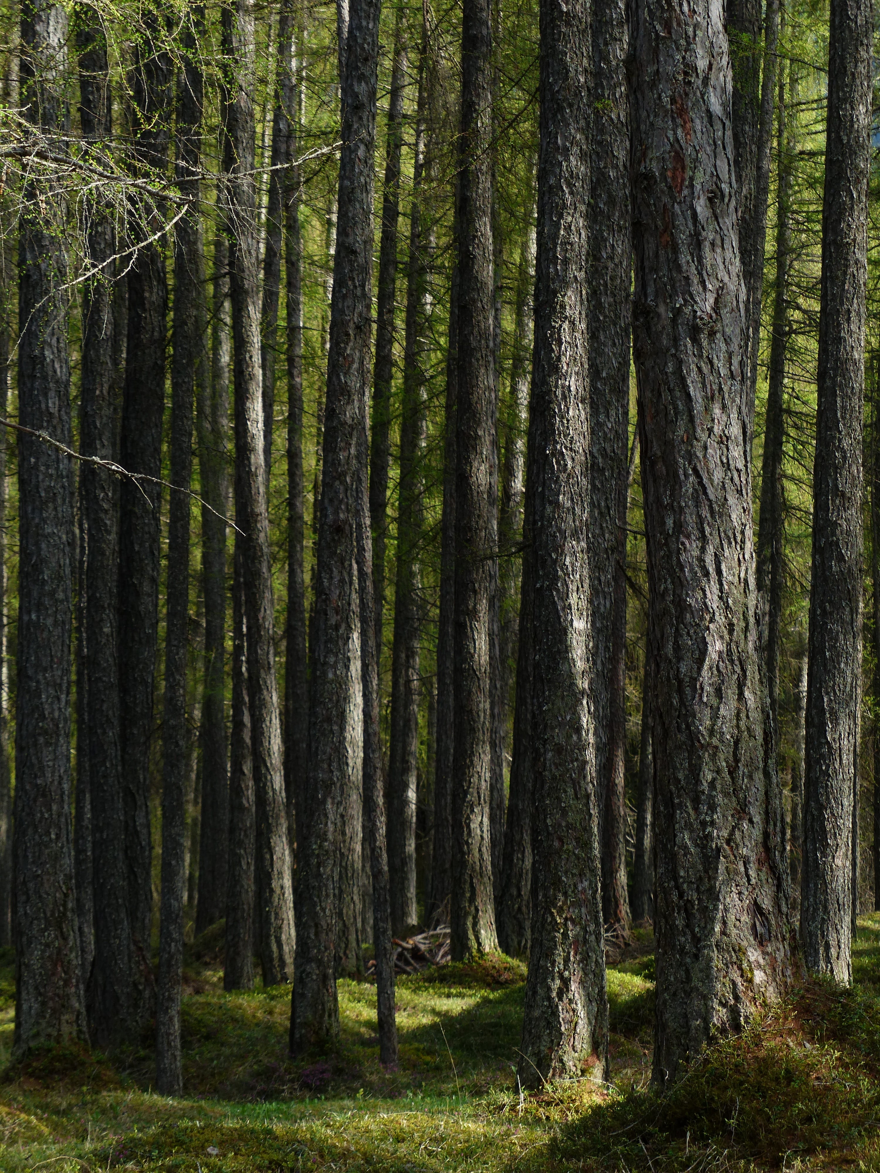 western, land, Forest, tranquil scene, pine family, larix, woodland, scenics - nature, environment, no people, green color, larch forest, tranquility, pine tree, Phone HD Wallpaper