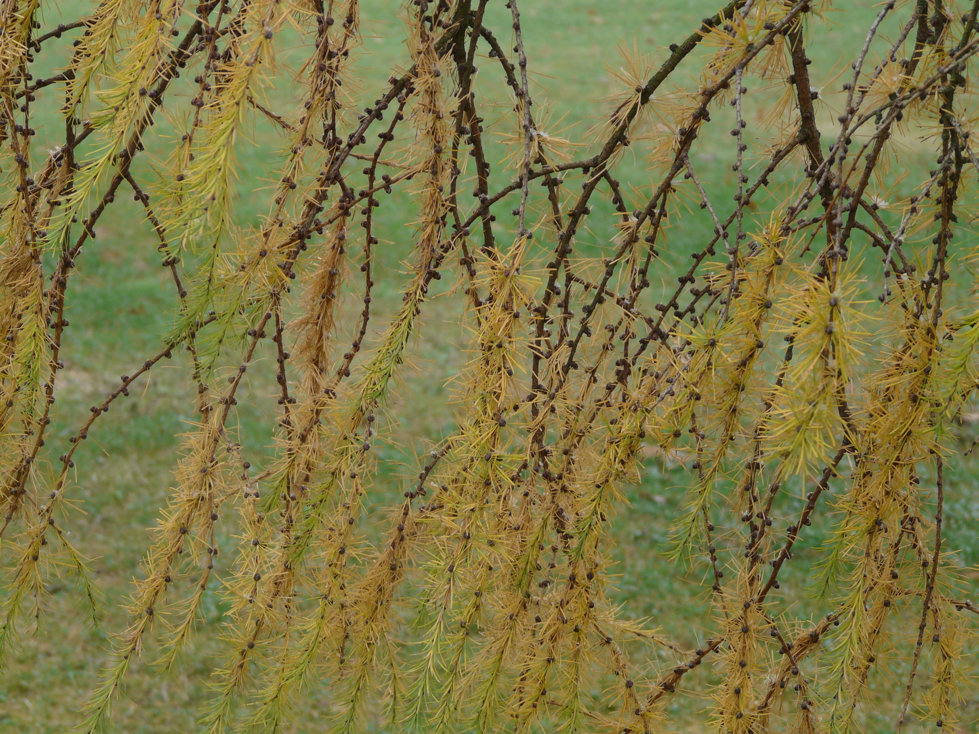 2K, larix, close-up, focus on foreground, beauty in nature, Japanese Larch, larix kaempferi, green color, Branch, yellow, tranquility, pine greenhouse, HD Wallpaper