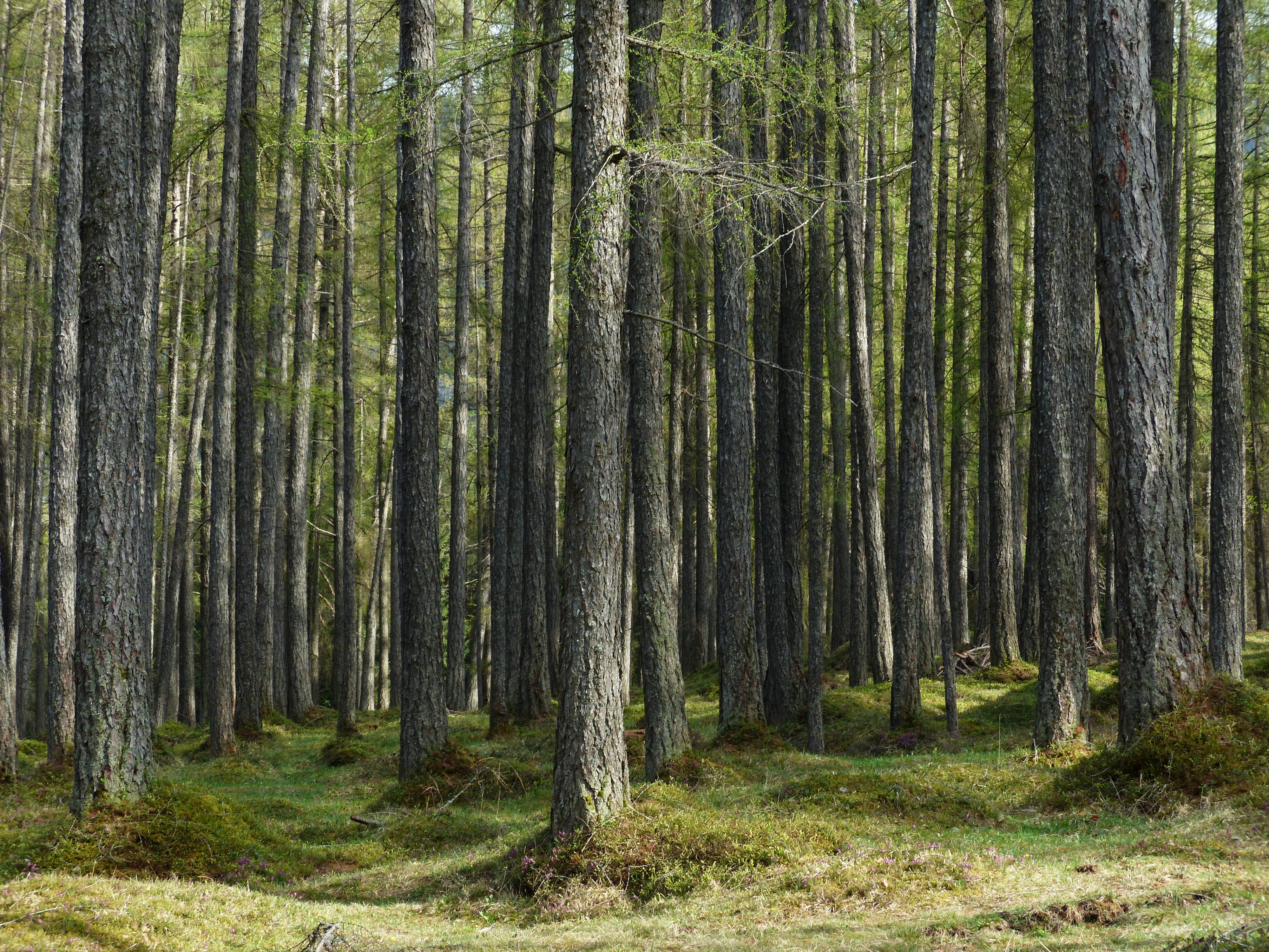 grass, scenics - nature, nature, larch, growth, beauty in nature, forest, no people, day, pine woodland, tree, green Color, bamboo - plant, landscape, green, HD Wallpaper