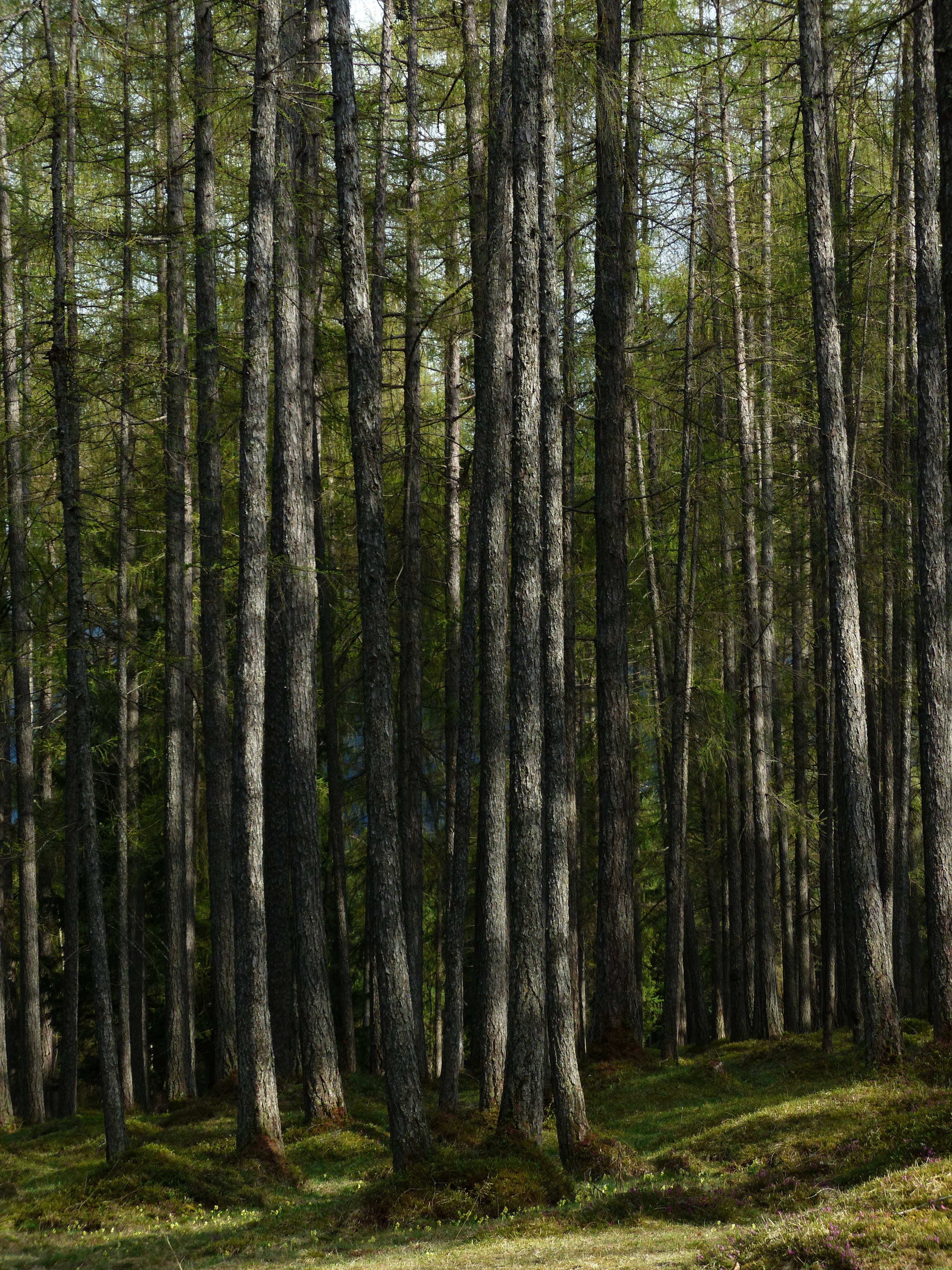 scenics - nature, tranquility, western, strains, larix, growth, tree, larch, bamboo - plant, no people, non-urban scene, 4K, nature, plant, beauty in nature, Phone HD Wallpaper