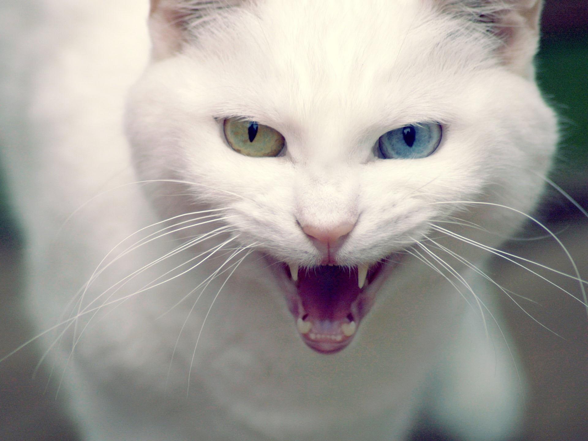 cat, javanese, halloween, blue, 1080P, pink, animal, white, scary, eyes, green, HD Wallpaper