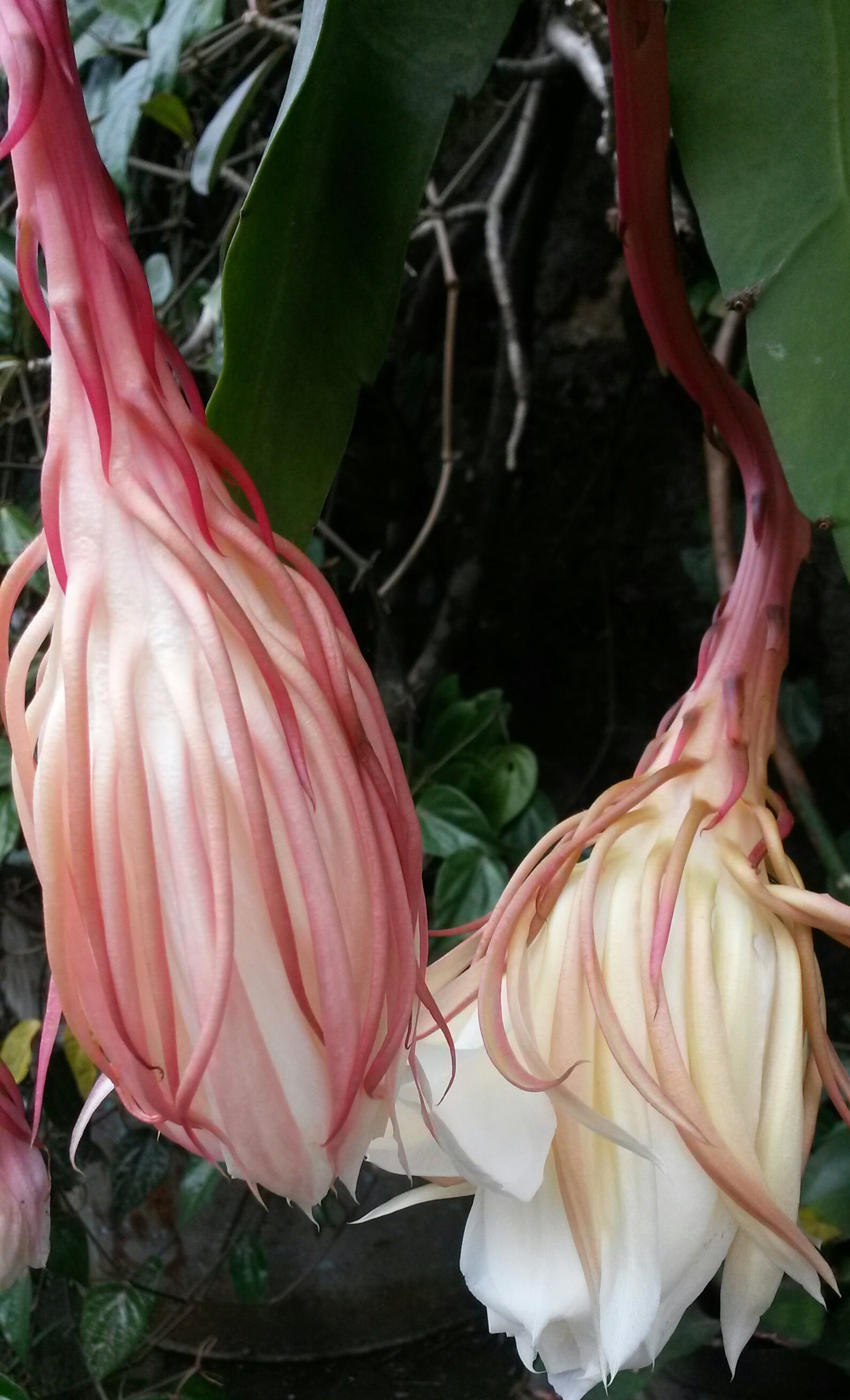 flower, exotic, beautiful, flower head, javanese, flowering plant, plant part, epiphyllum, beauty, beauty in nature, leaf, nature, close-up, tropical, plant, Phone HD Wallpaper