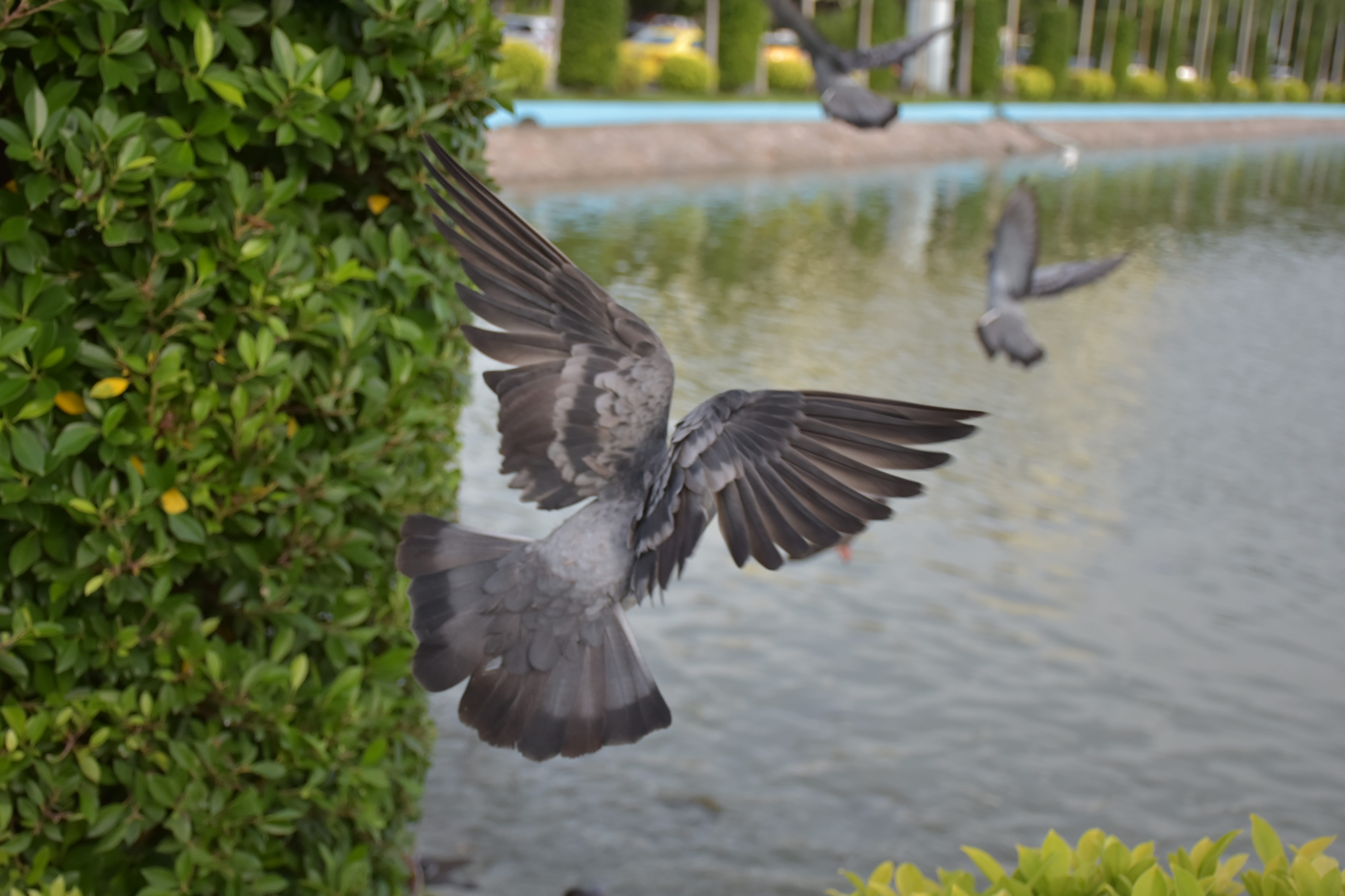 bird head, 5K, animals in the wild, bird framingham bingo, his javanese birds, outdoors, poultry, bird, peacock, sea, pawn, one animal, spread wings, zoo, HD Wallpaper