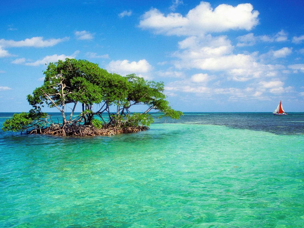 480P, water, mangrove, tree, beach, HD Wallpaper