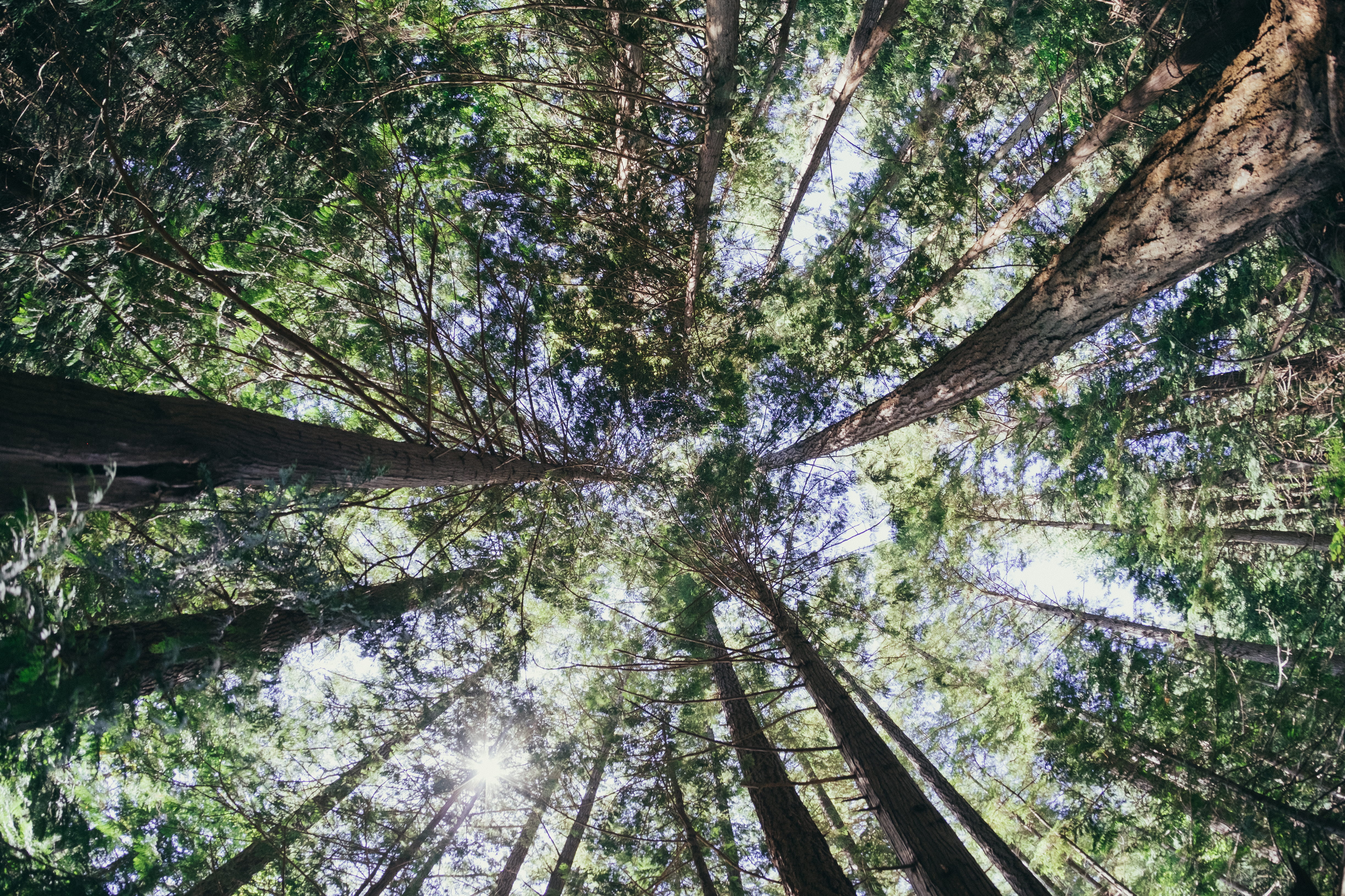 low angle view, scenics - nature, branch, streaming, tree canopy, tree, land, trees, tree trunk, 4K, no people, tranquil scene, directly below, crown, HD Wallpaper