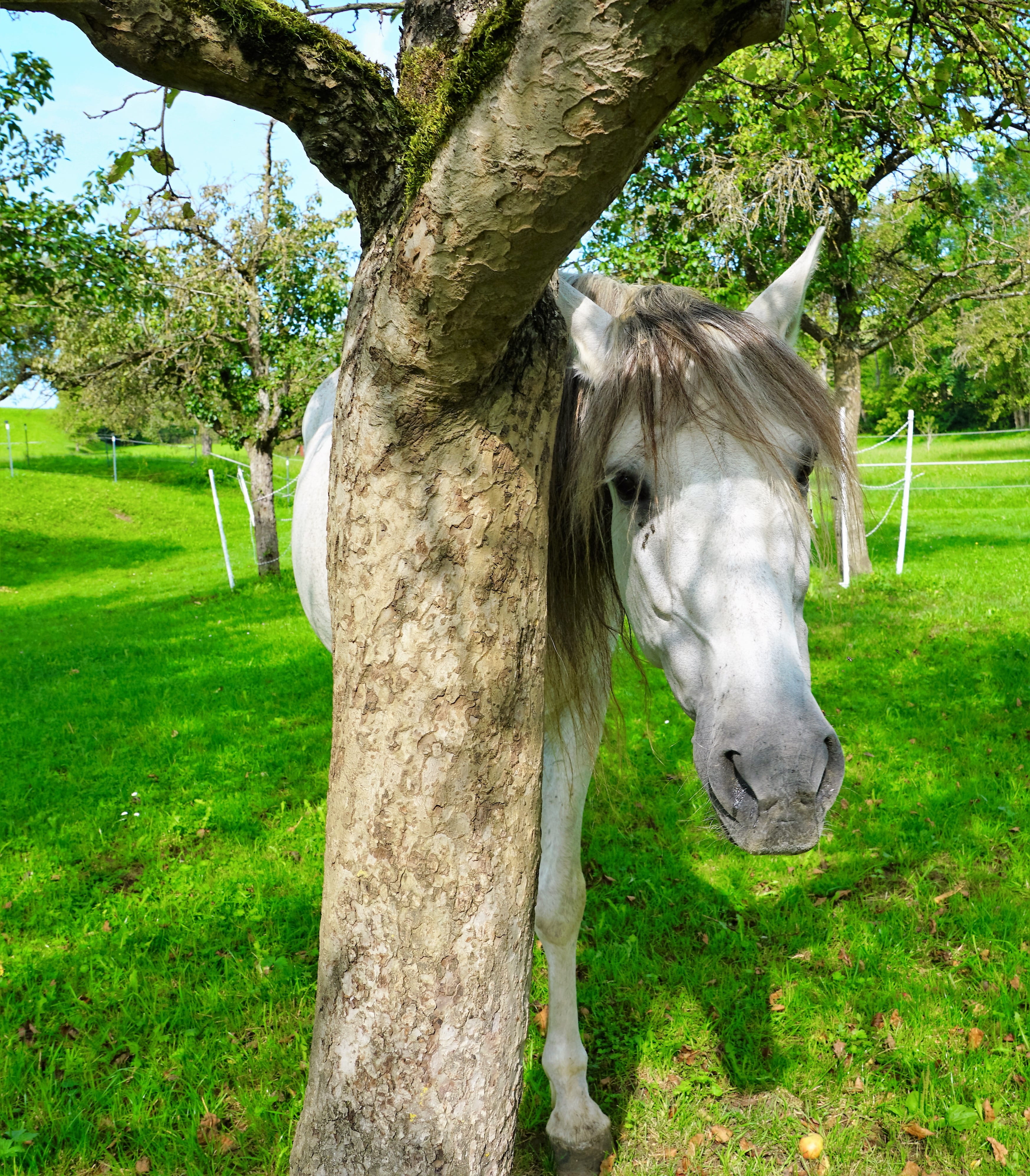 mold, brown, green color, plant, land, horse stable, animal head, sunlight, marchfeld, shyness, animal, livestock, pasture, coupling, wildlife photography, Phone HD Wallpaper