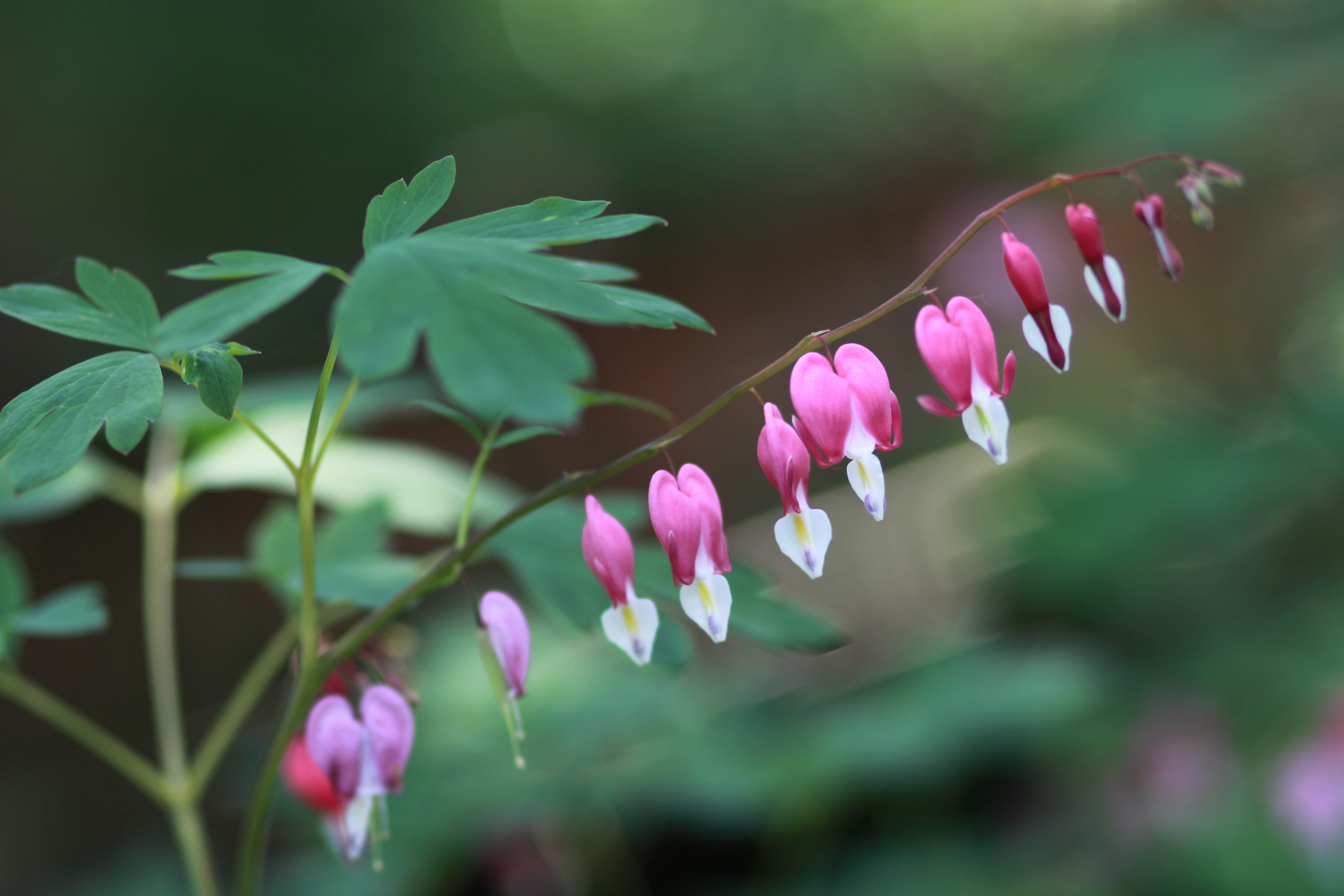 no people, pink flowers, vulnerability, wildflower, purple, some people dont, 4K, fragility, botanical garden, flower horn, bleeding heart, petal, inflorescence, HD Wallpaper