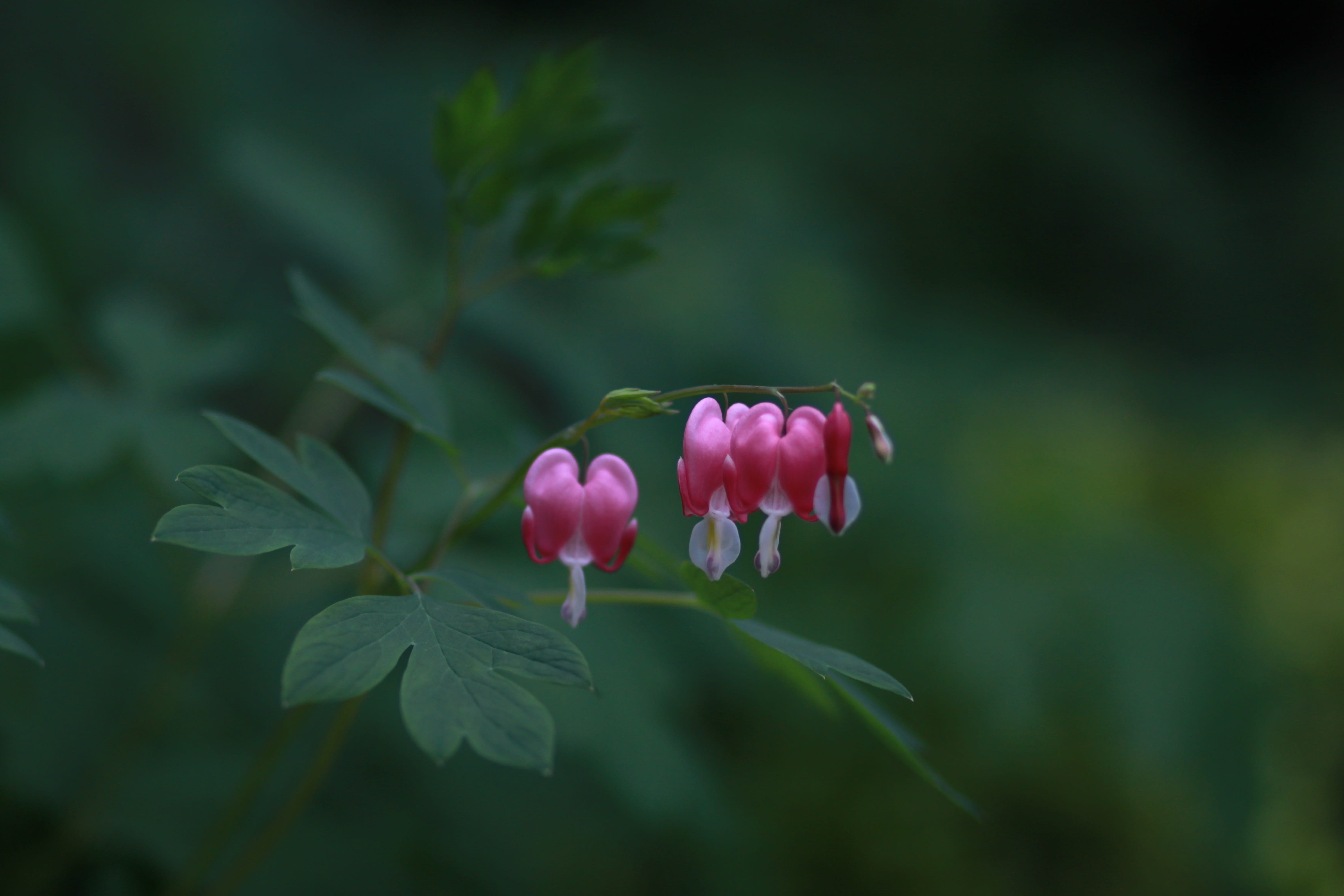 plants, flowers, selective, flowering plant, plant, photo, focus, beautiful, lyreflower, bleeding heart, leaf, fragility, flower horn, outdoors, wild, pink flowers, HD Wallpaper