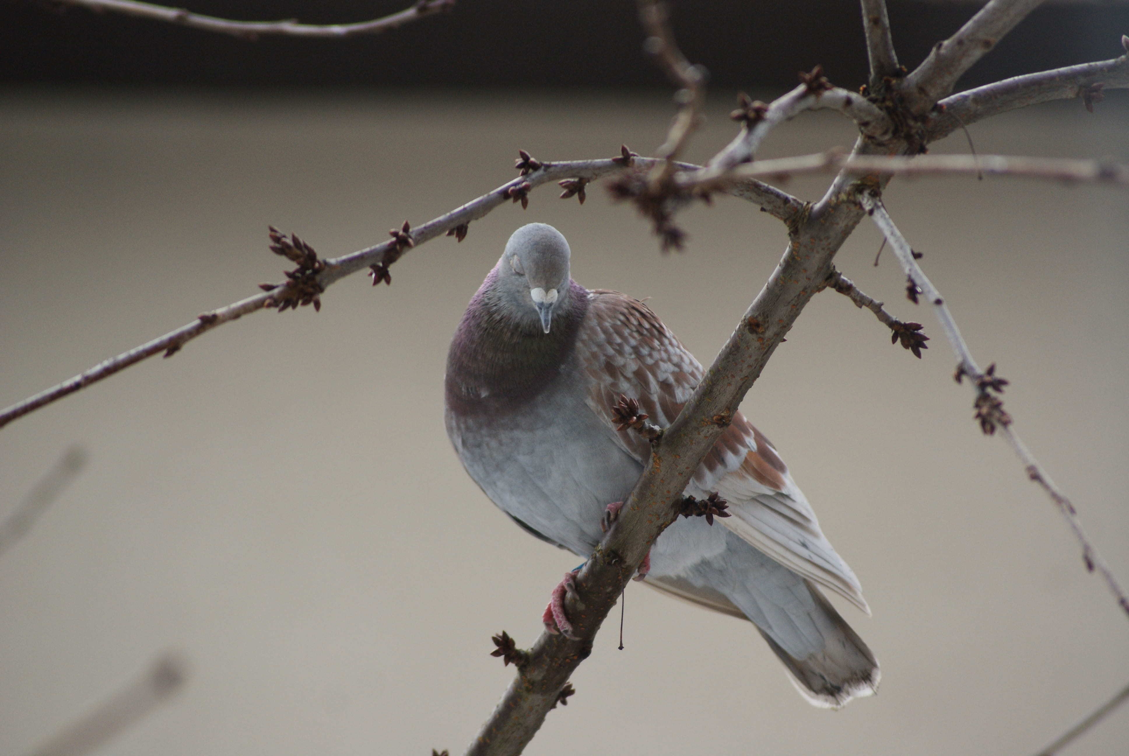 confession, twig, branch, no people, one animal, love, bird, nature, animal wildlife, the excitement, focus on foreground, close-up, low angle view, disgrace, HD Wallpaper