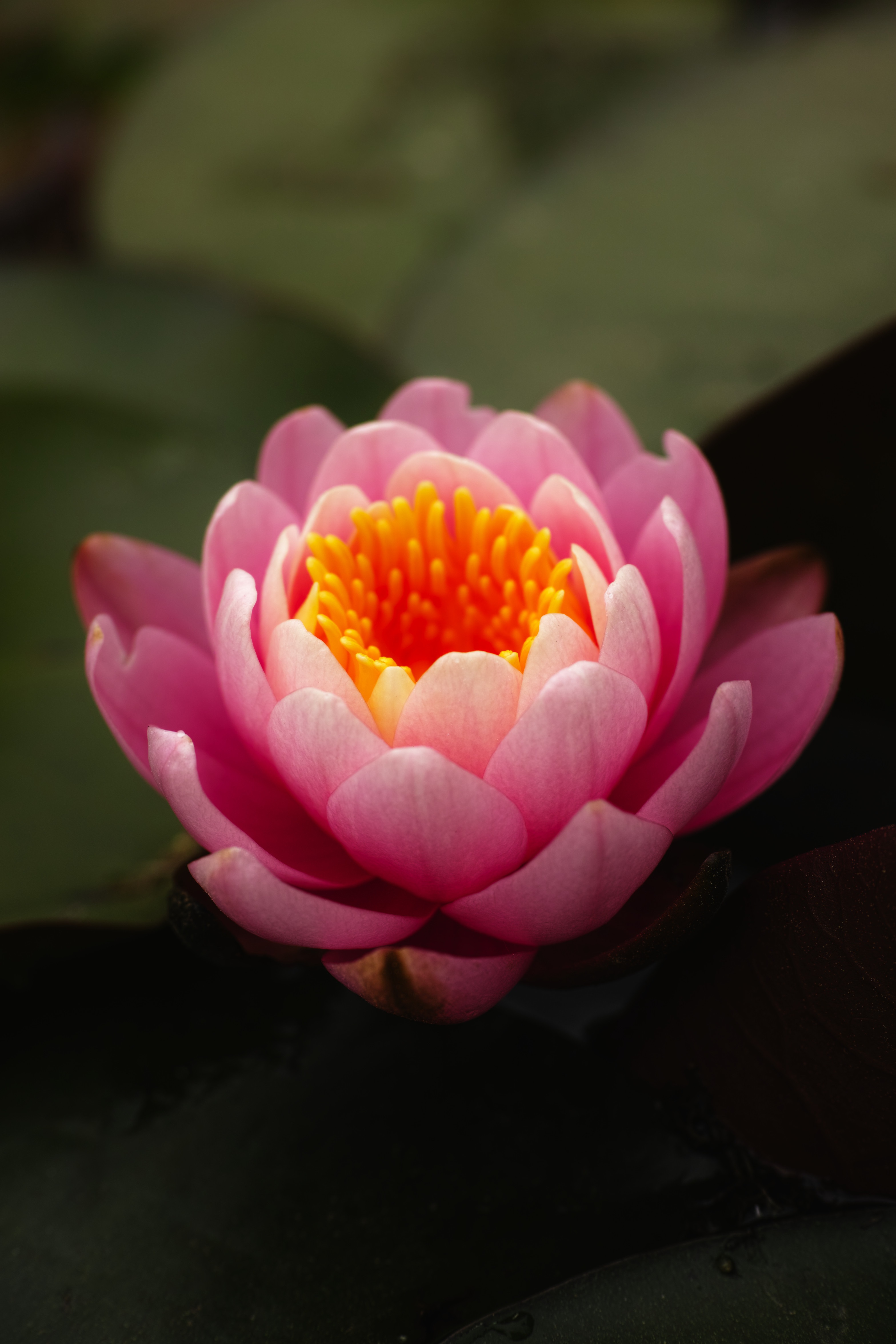freshness, day, growth, flower, nature, outdoors, fragility, water lilies, close-up, beauty in nature, pink flower, no people, focus on foreground, lake park, Phone HD Wallpaper