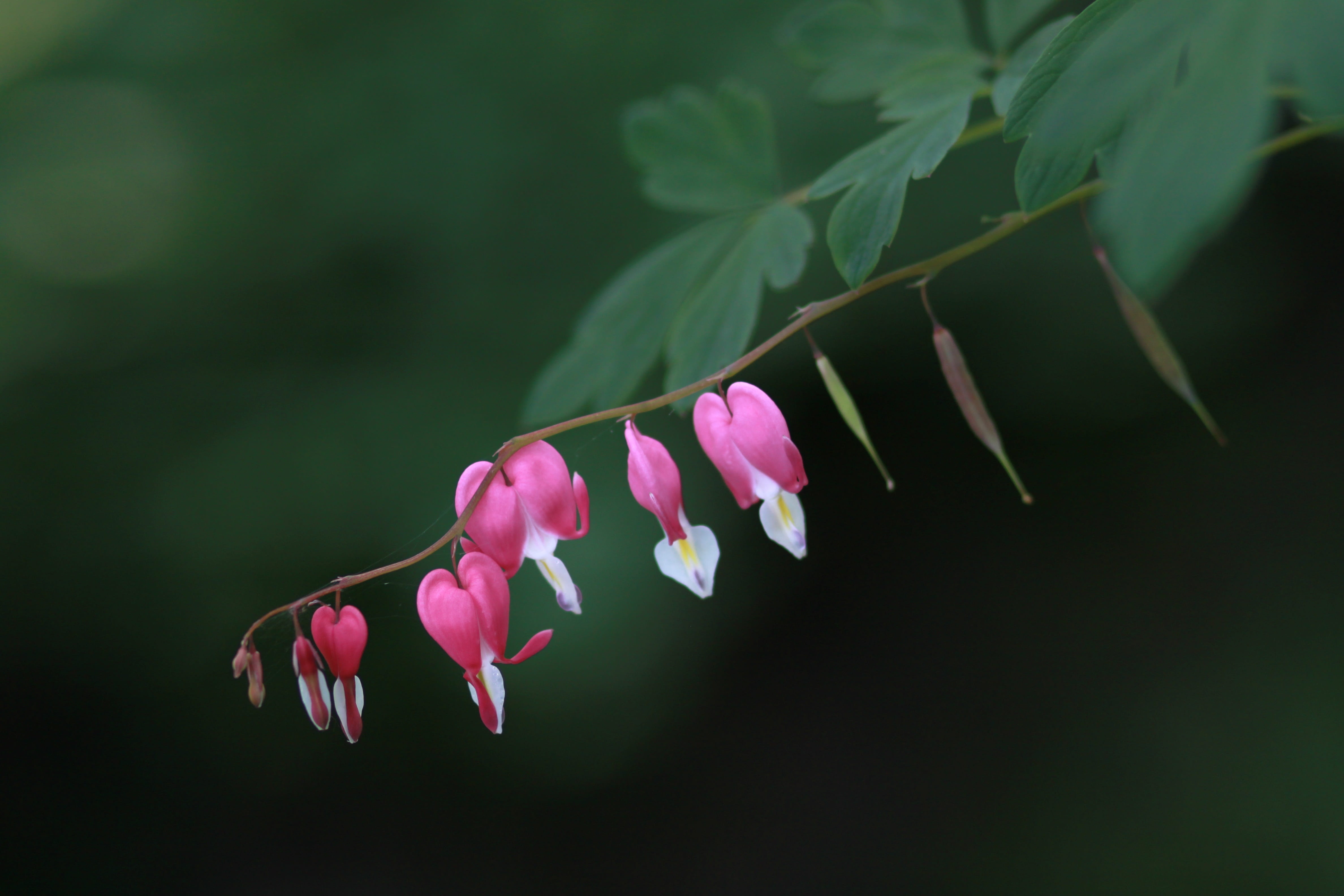 fragility, growth, shyness, plant part, noel online gift shop, no people, affix, 4K, flower head, close-up, pink flower, leaf, flower horn, pink flowers, HD Wallpaper