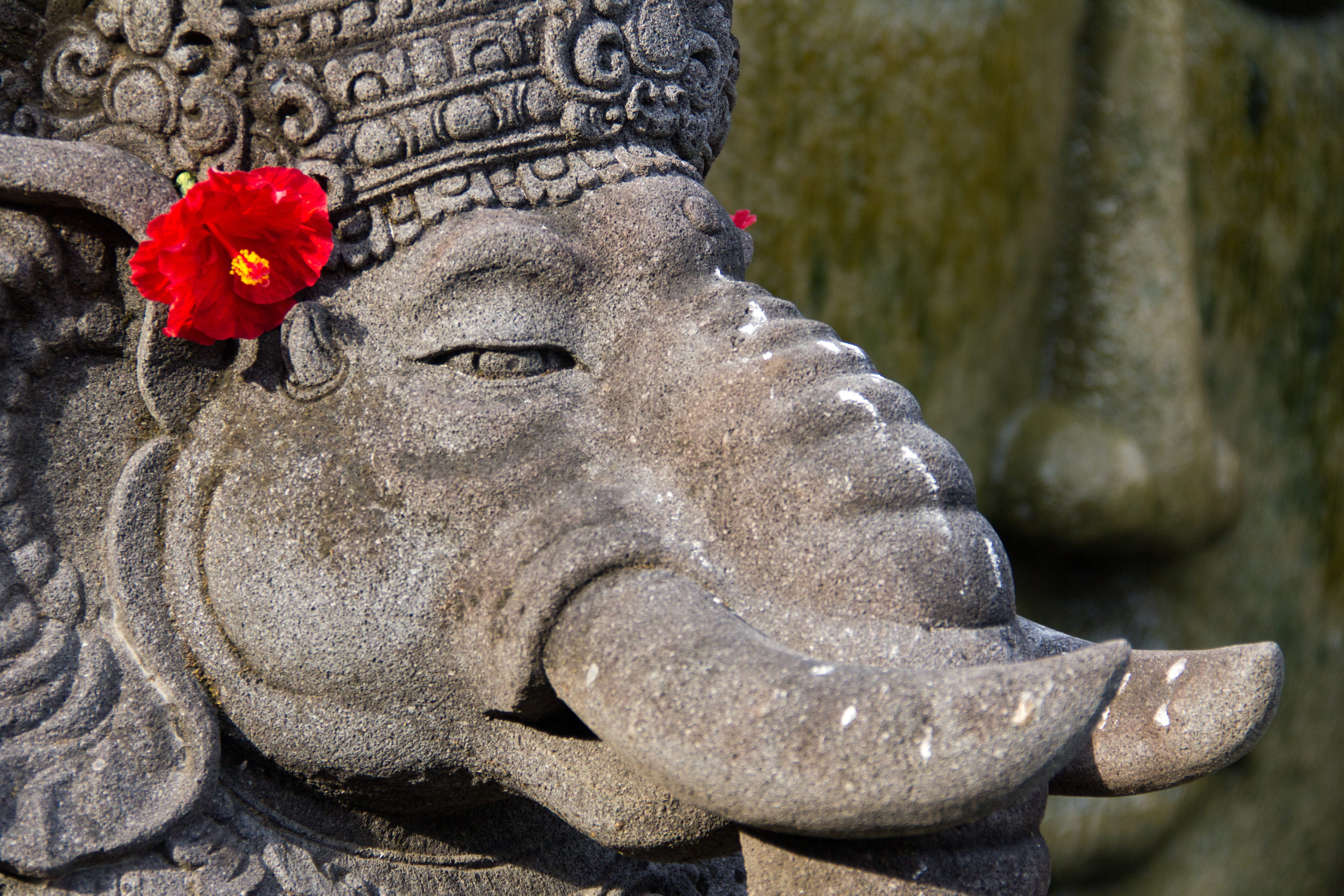 balinese, sculpture, male likeness, the past, bali, plant, day, human representation, stone material, art and craft, ears, flowering plant, 5K, nature, HD Wallpaper