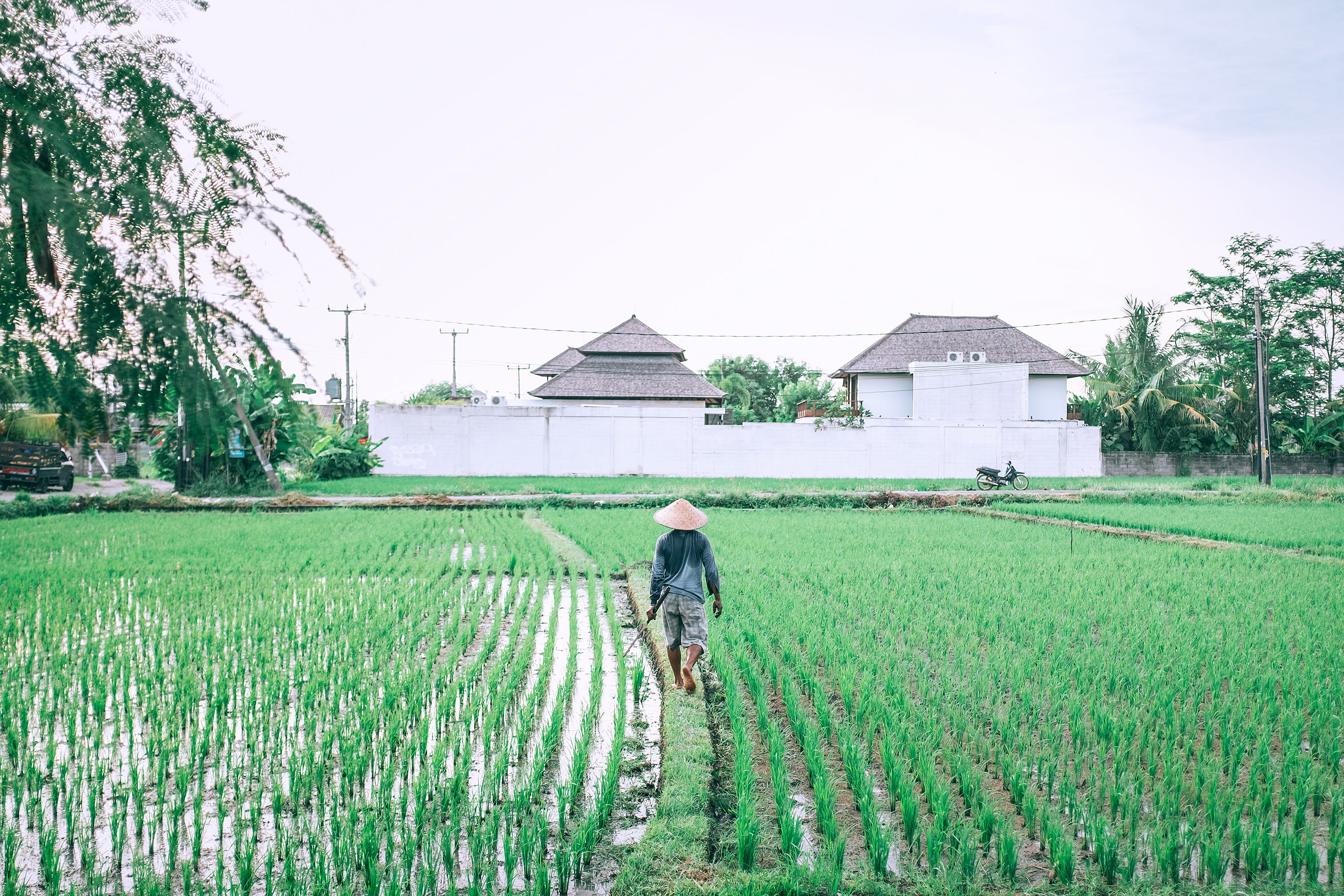 wanderlust, travel, scene, nature, farm, balinese, built structure, indonesia, men, architecture, growth, field, 2K, one person, work, green color, trees, HD Wallpaper