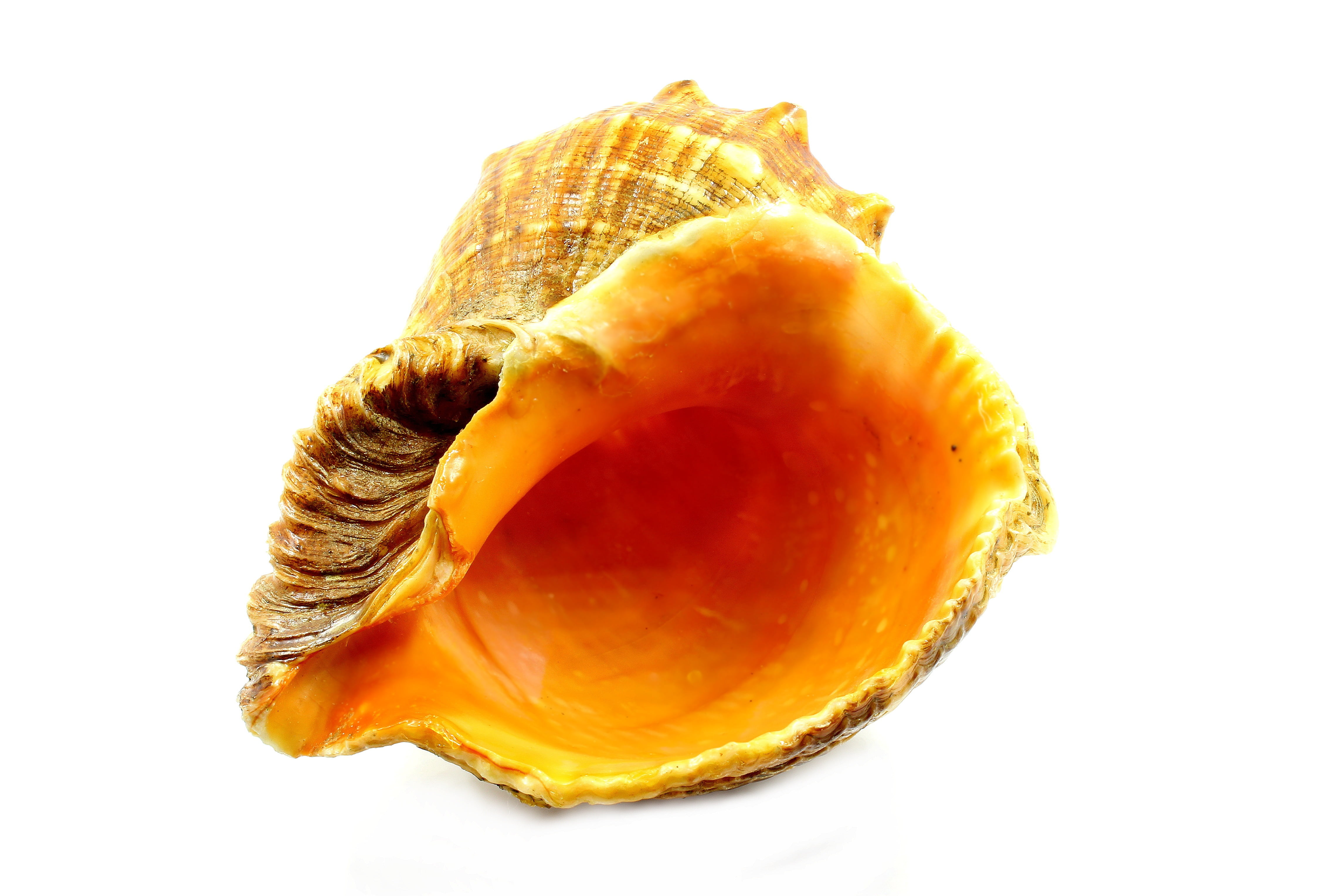 food, cross section, freshness, orange, white background, nature, 4K, fruit, sea, single Object, sweet food, indoors, seashell, sconce, healthy eating, HD Wallpaper
