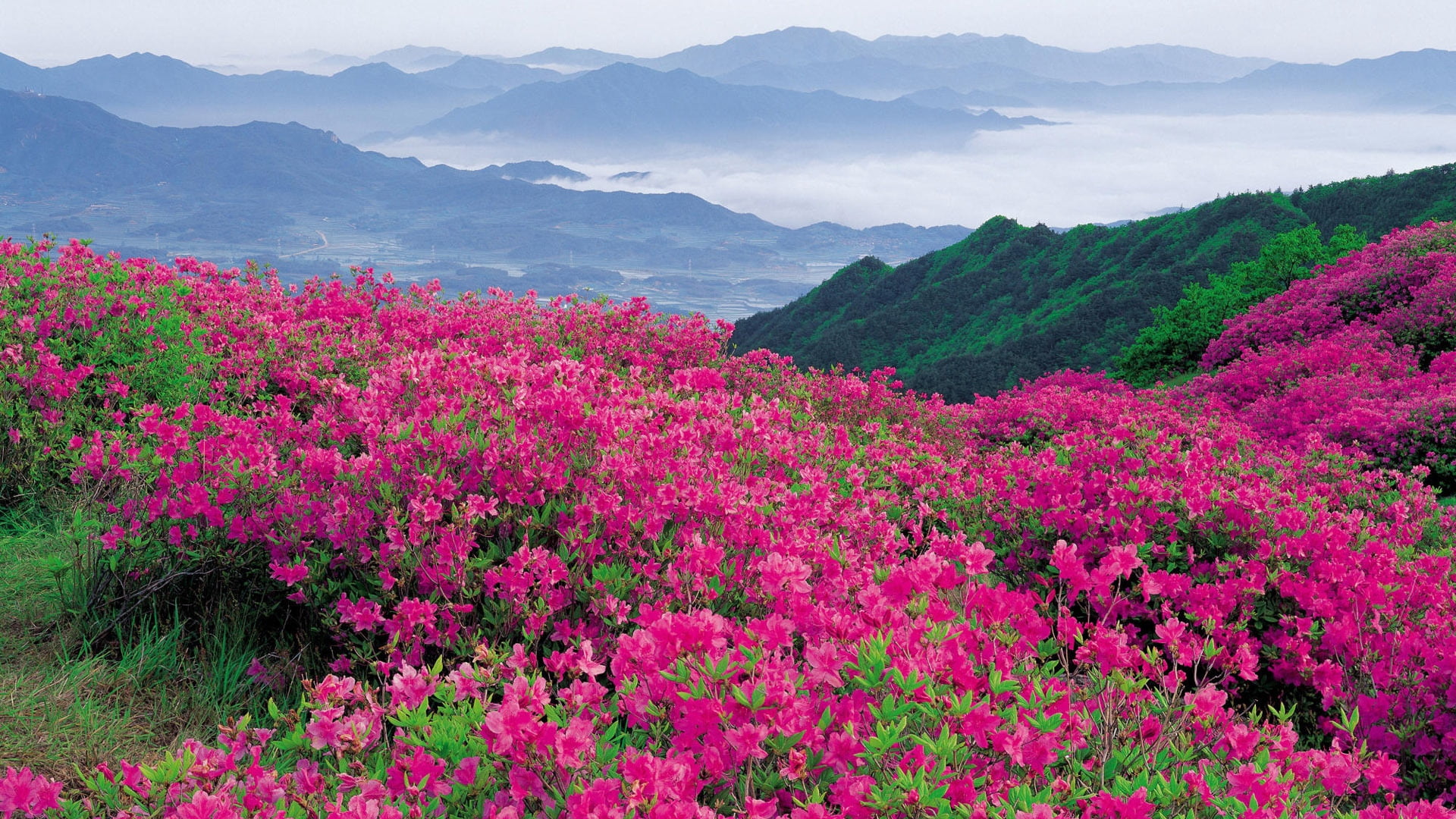 colors, flower, green Color, land, flowering plant, sunlight, day, springtime, asia, scenics, rural Scene, pink, meadow, mountain range, forest, landscape, HD Wallpaper
