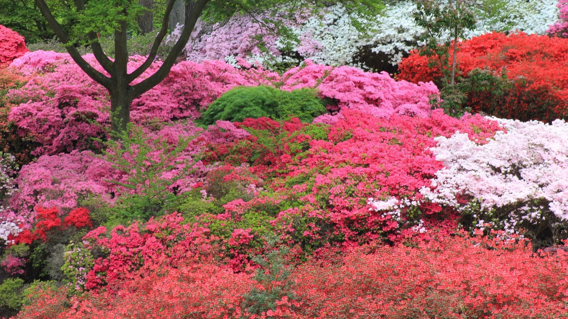 Flowers, Azalea, 1080P, HD Wallpaper