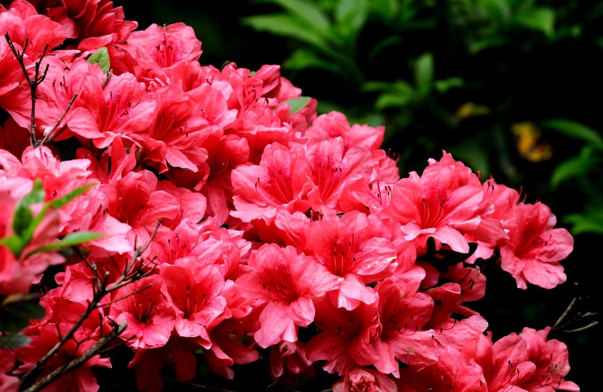 springtime, azalea, close-up, inflorescence, no People, rhododendron, bunch of flowers, branches, macro, season, nice, colors, leaf, nature, flower, tree, HD Wallpaper