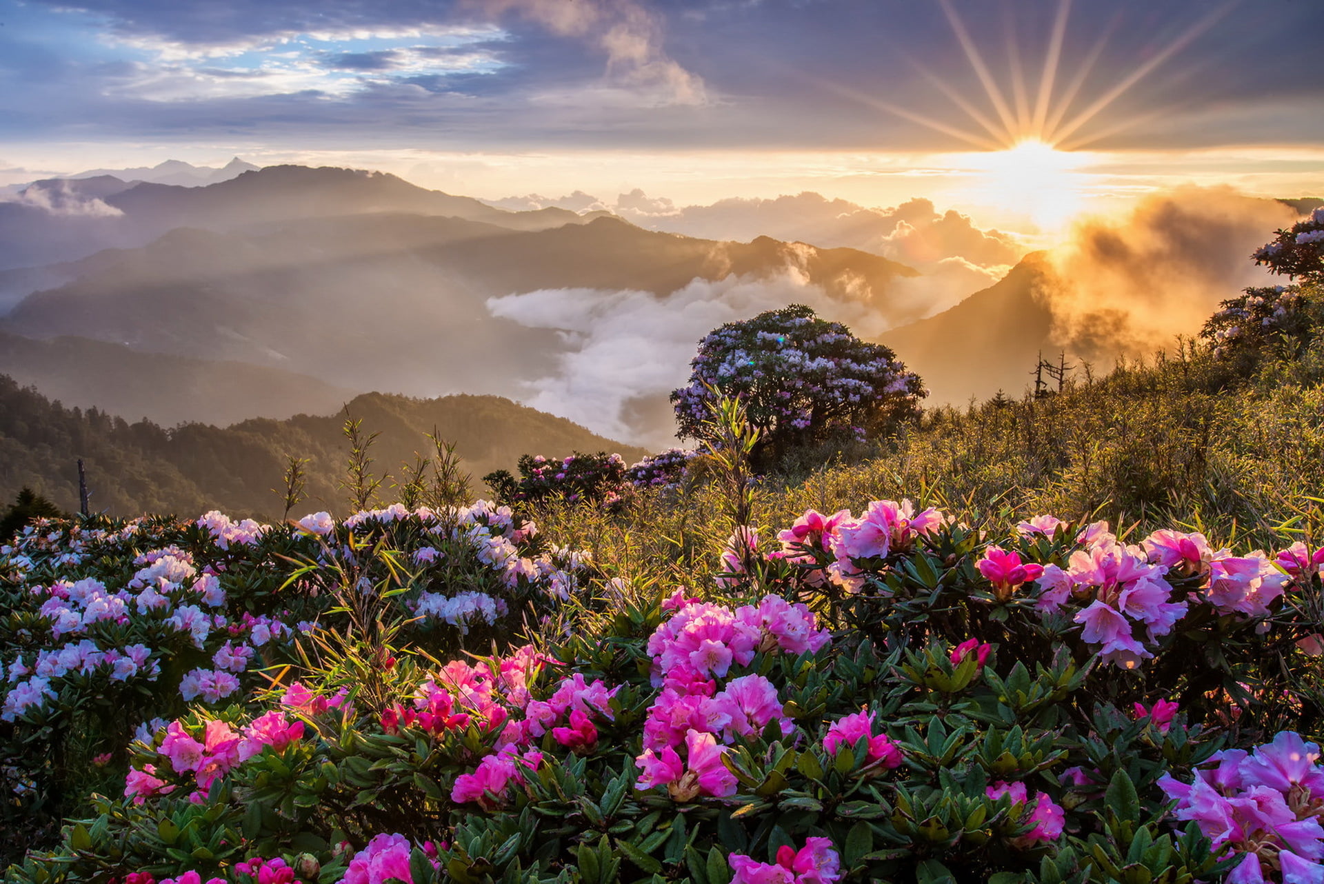 light - Natural Phenomenon, nature, sunlight, rural Scene, flower head, tranquility, multi Colored, european Alps, tree, sun, asia, pink, beauty In Nature, HD Wallpaper