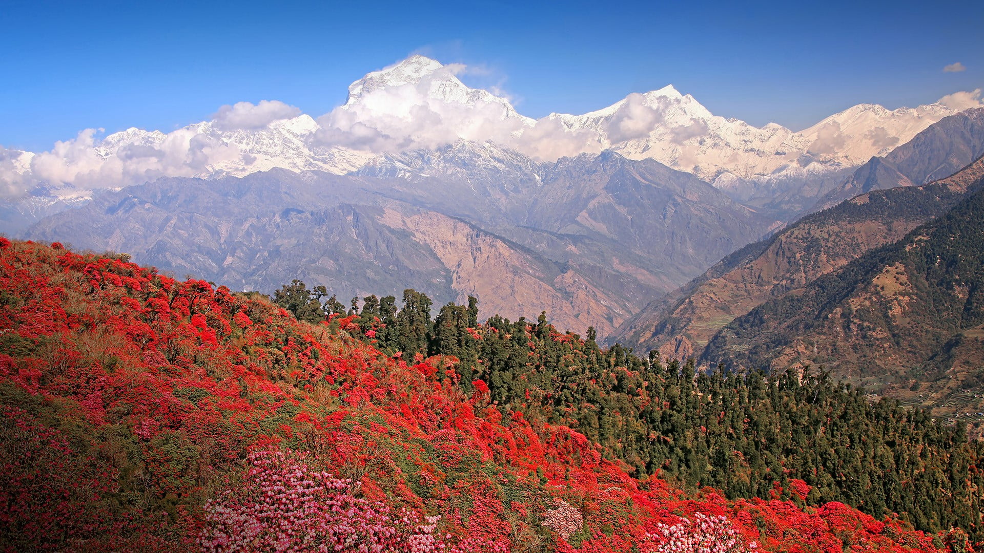 1080P, snowy mountain, mountains, landscape, Rhododendron, sky, Himalayas, nature, India, forest, clouds, trees, HD Wallpaper