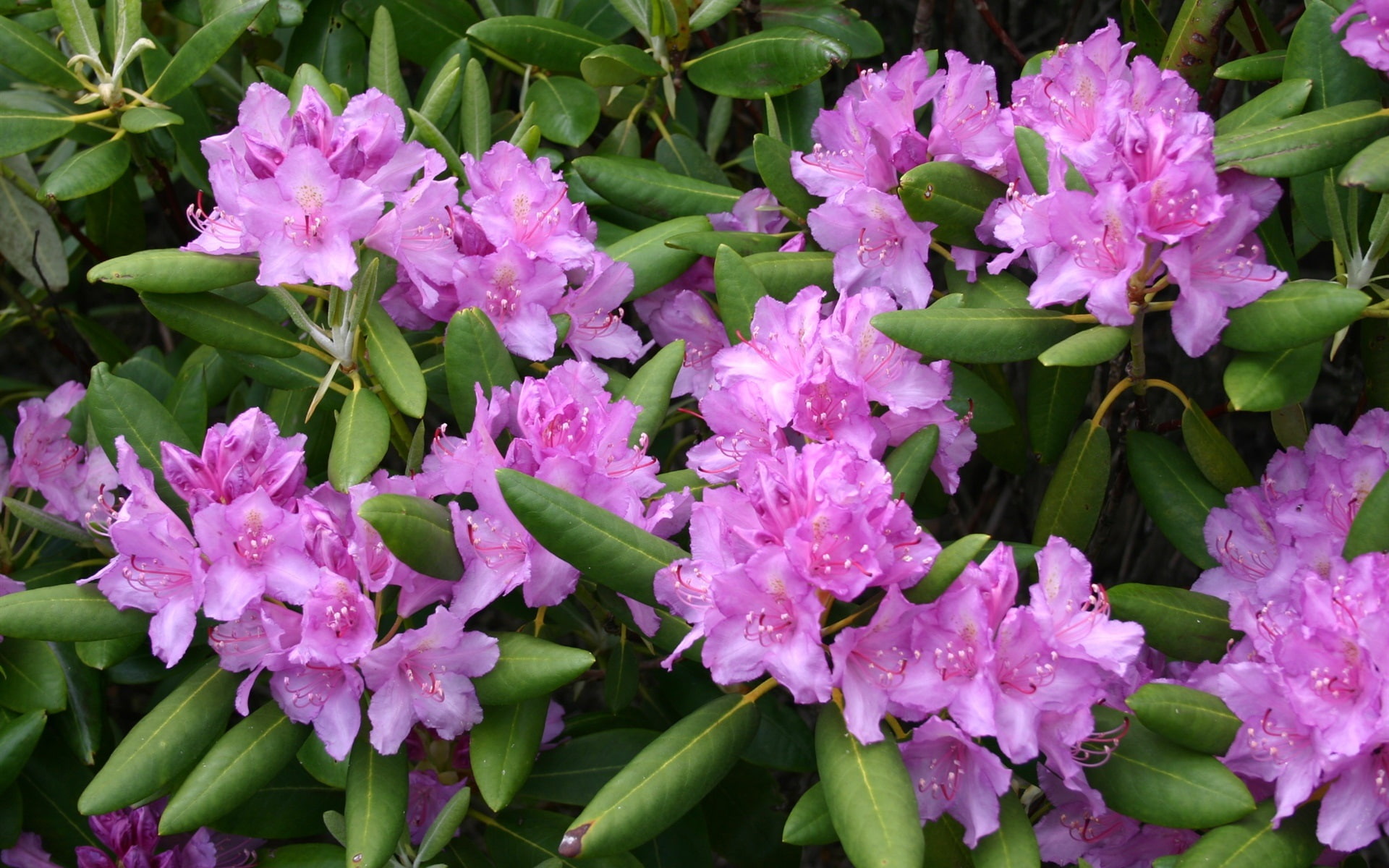 Rhododendron, 1080P, Pink, Flowers, Leaves, HD Wallpaper