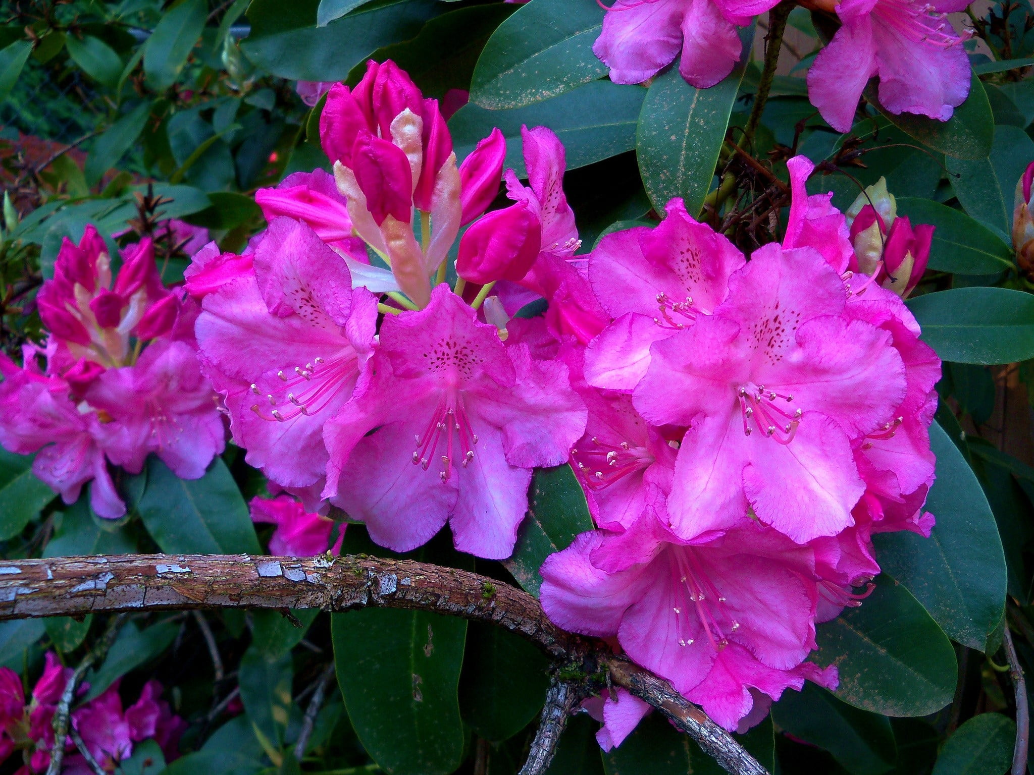 bunch of flowers, outdoors, blossom, purple, beauty in nature, vulnerability, flowers, fragility, 1080P, no people, pink color, pollen, inflorescence, HD Wallpaper