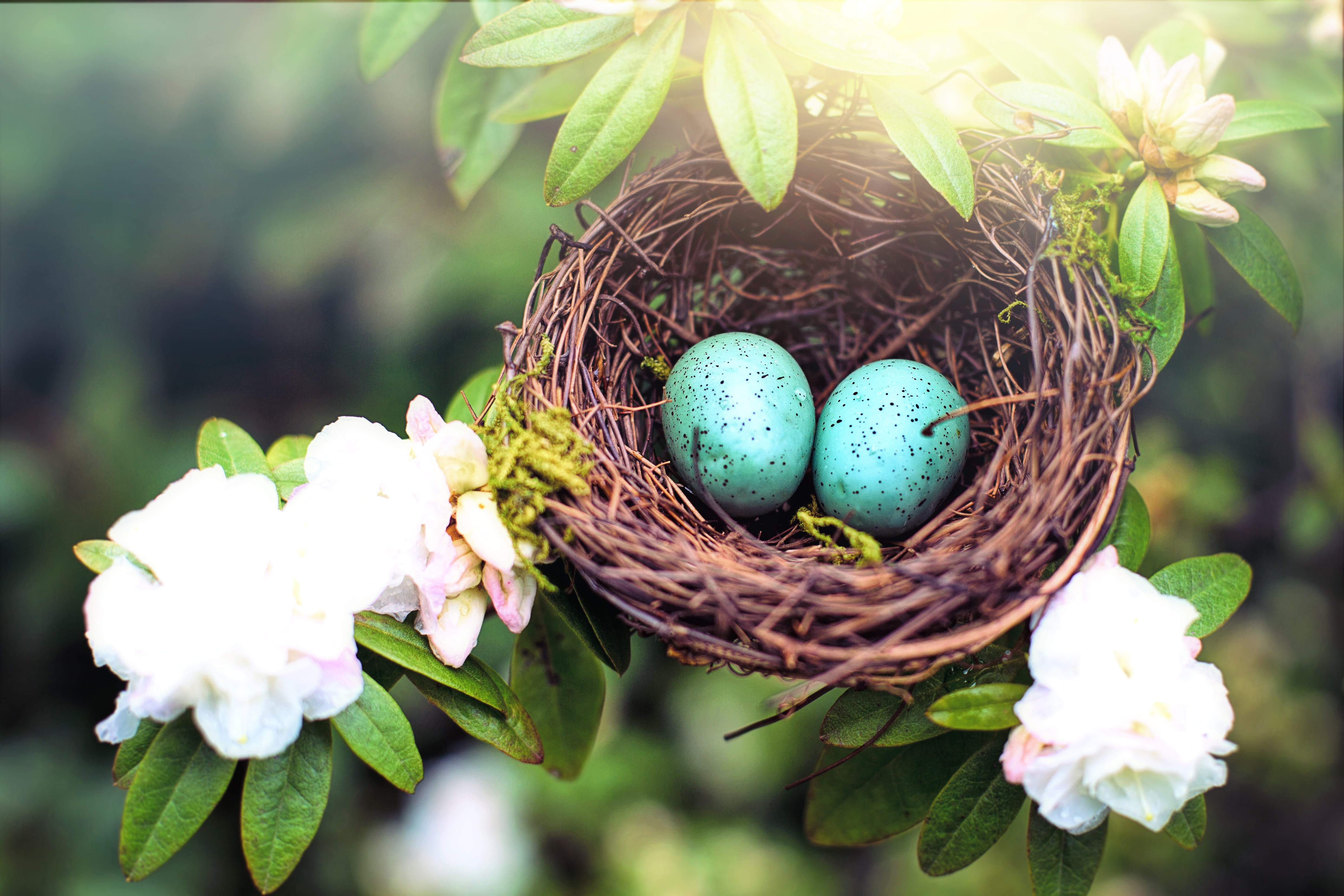 no people, bird nest, spring, nest egg, bird, pink, leaf, food and drink, beginnings, growth, 4K, new life, eggs, fragility, outdoors, egg, season, nest, HD Wallpaper