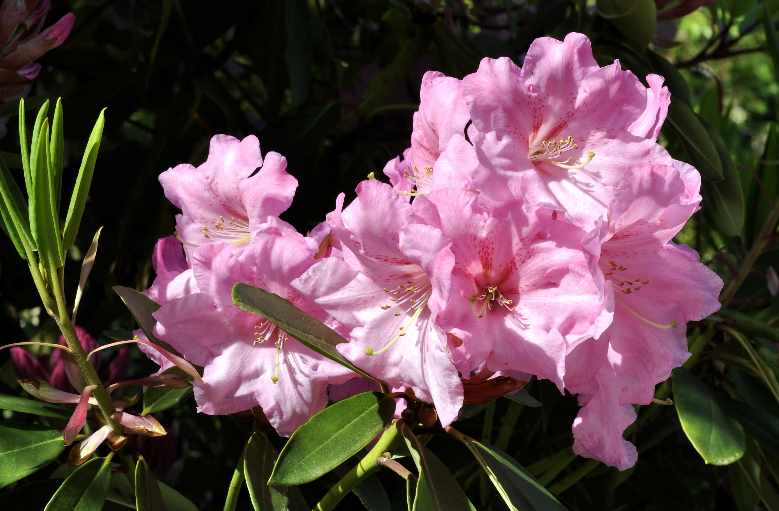 green Color, fragility, bunch of flowers, no People, plant part, gardening, pink, nature, pink Color, springtime, close-up, pollen, close up, outdoors, HD Wallpaper