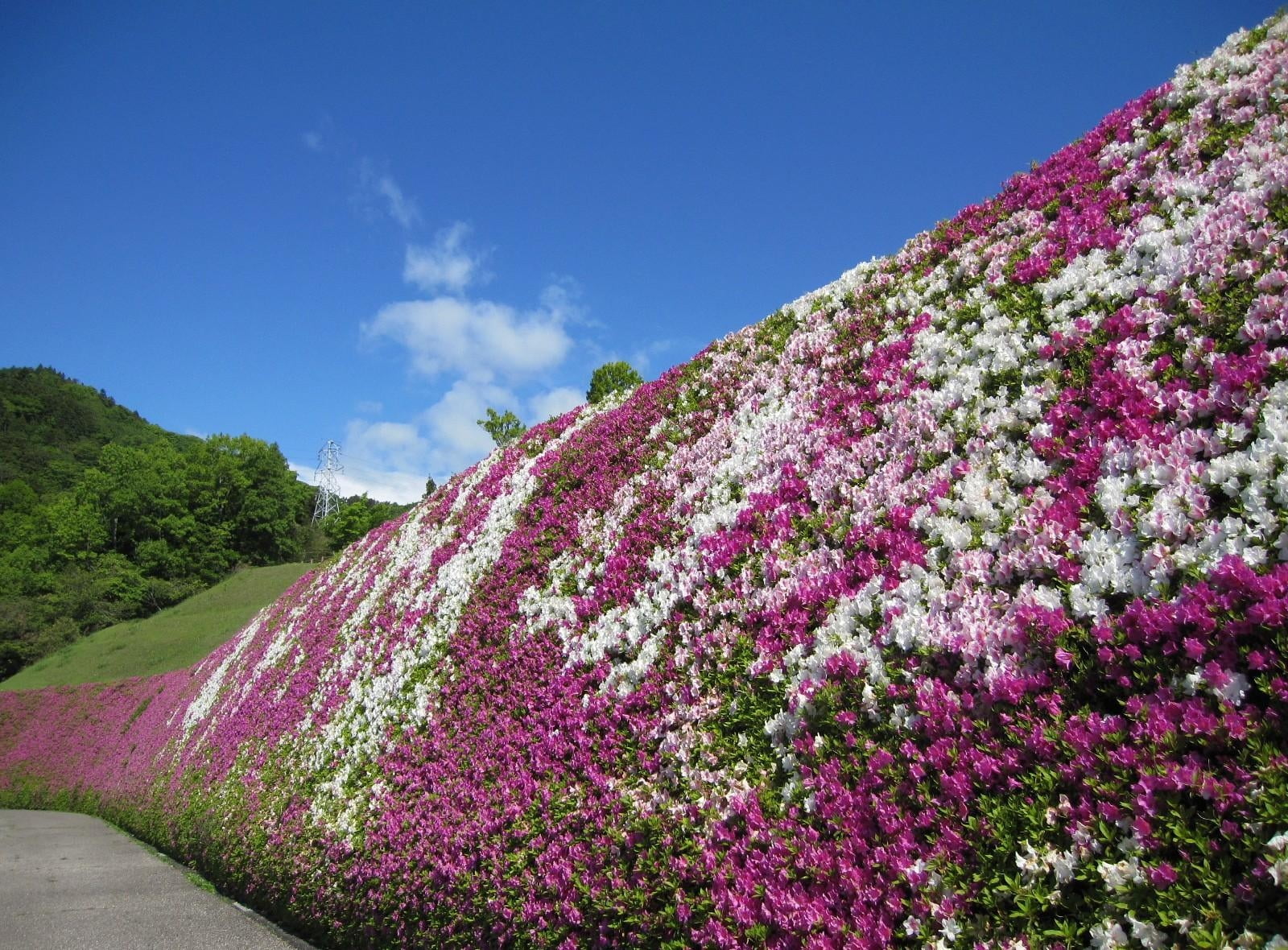 botany, pink Color, flowers, beauty In Nature, japan, landscape, green Color, flower Head, park, petaled, flower, flowering, tranquility, tree, color Image, HD Wallpaper