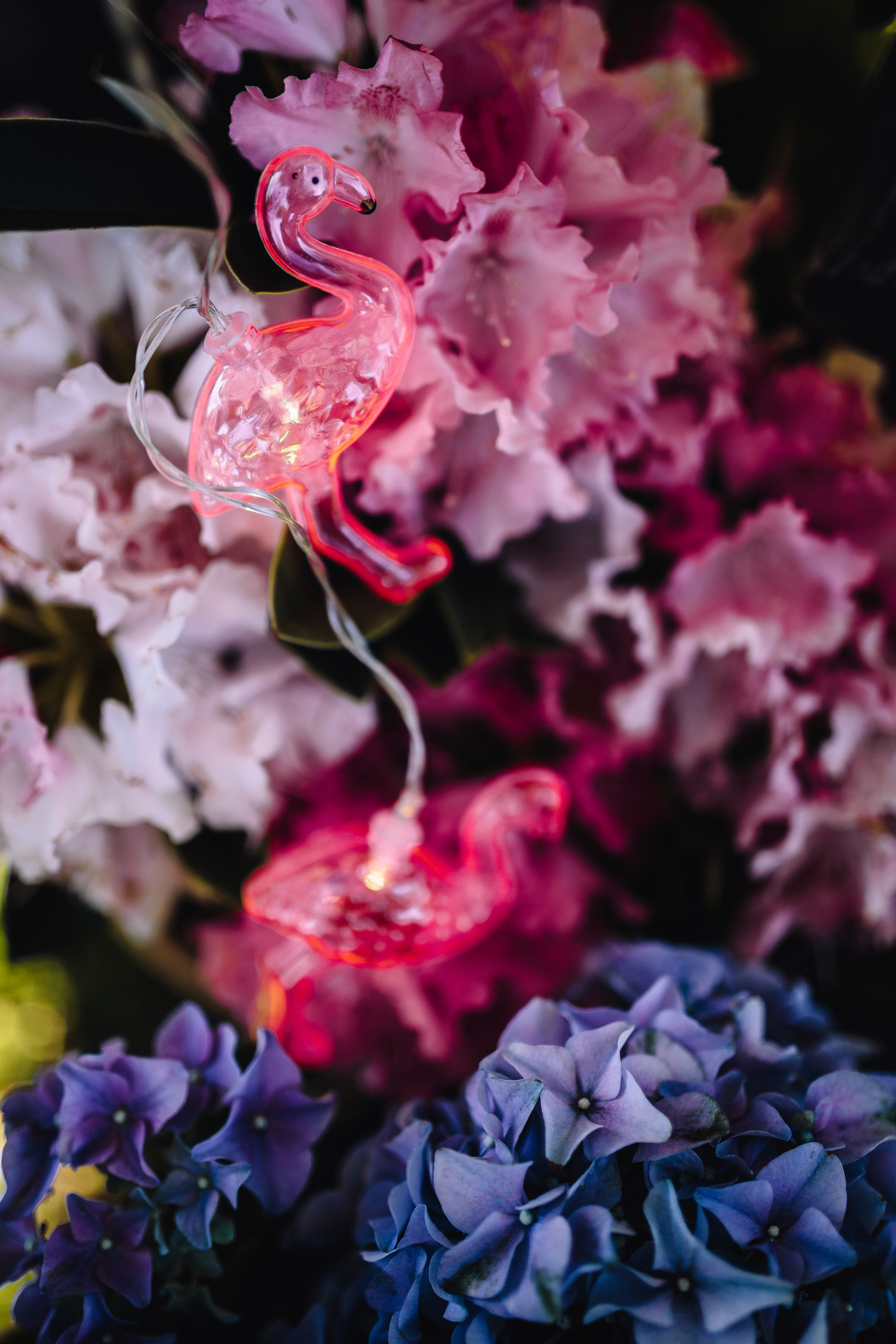 beauty In Nature, led, vulnerability, fun, day, hydrangea, maroon, inflorescence, lamp, Flamingo, rose - flower, flower, freshness, close-up, nature, party, Phone HD Wallpaper