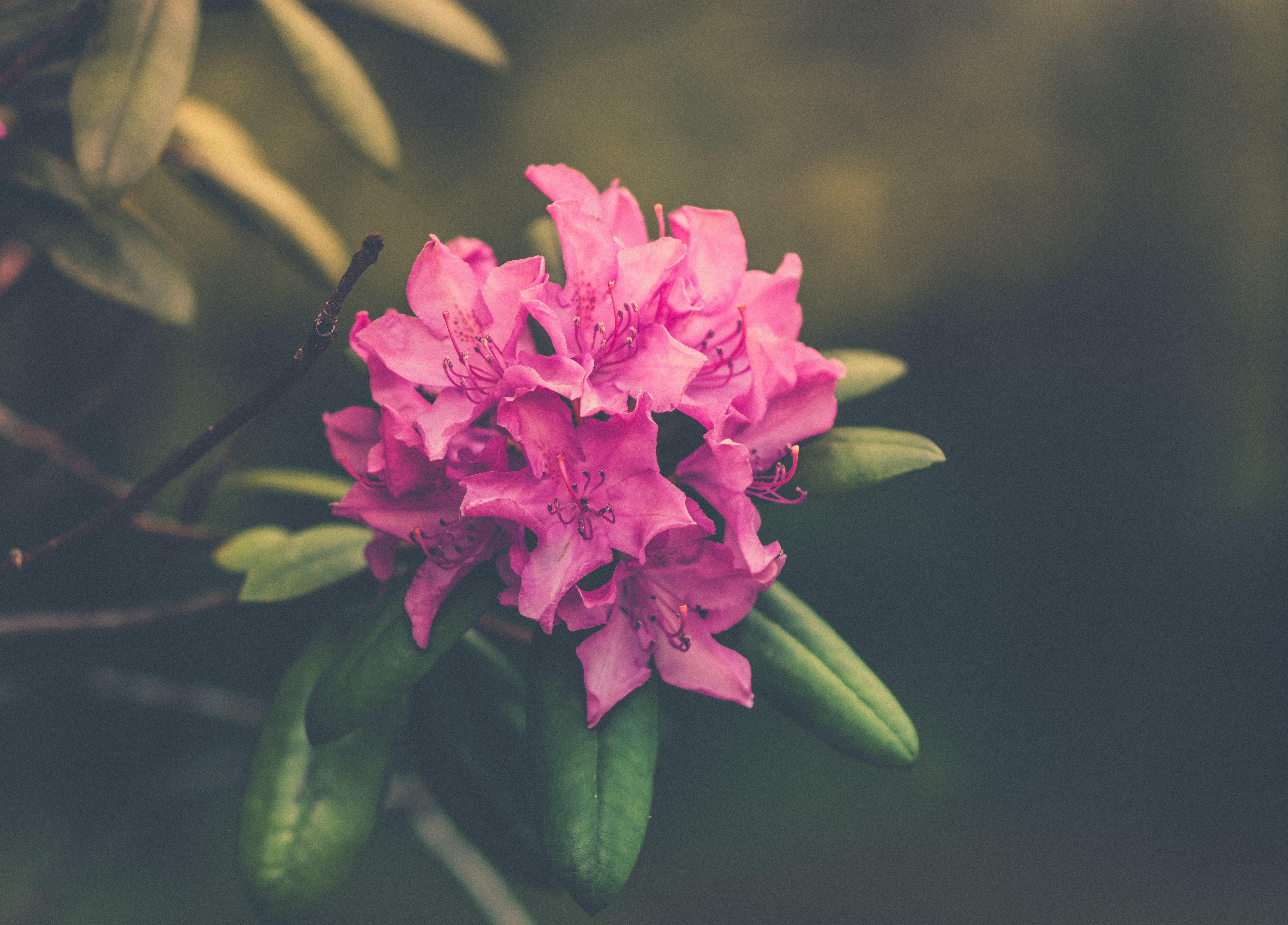 pink Color, freshness, springtime, fragility, blossoming, petal, outdoors, no People, summer, backgrounds, nature, decoration, inflorescence, flowering plant, HD Wallpaper