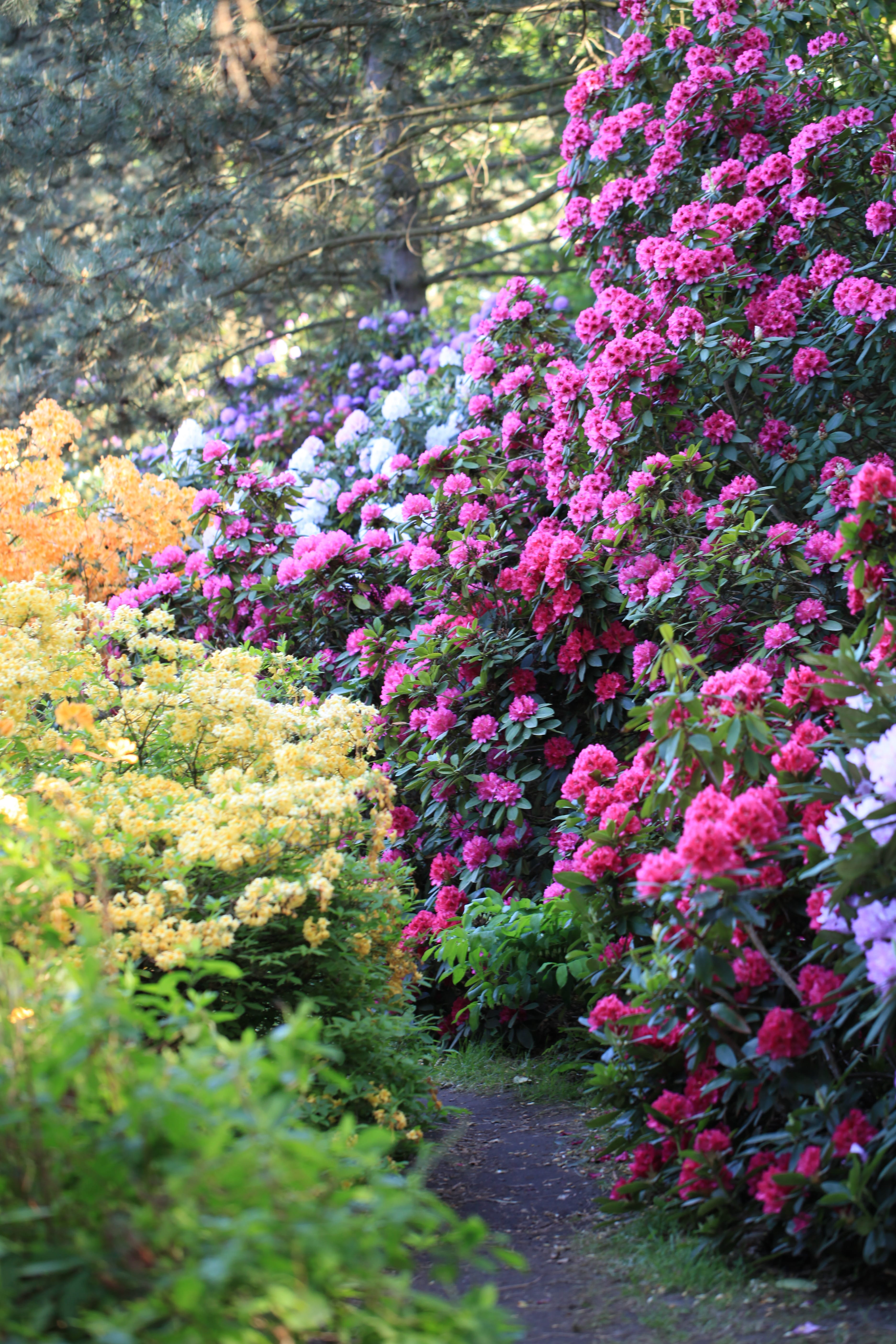 land, botany, spring, footpath, growth, garden, green, vulnerability, pink color, color, close-up, flowering plant, yellow, pink, bush, outdoors, 5K, no people, Phone HD Wallpaper