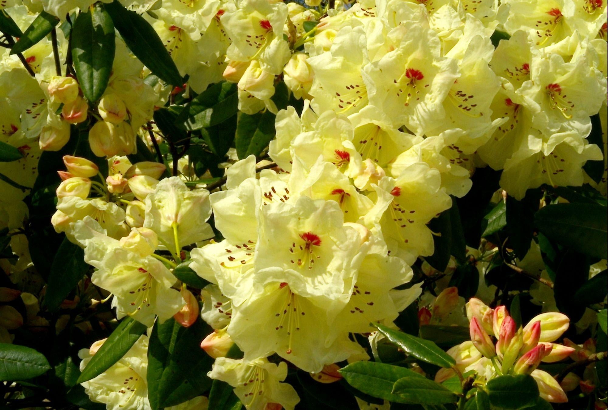 tree, shrubs, pollen, flowering, flowering plant, beauty In Nature, white color, season, green Color, nature, blossom, plant part, spring, white, petal, HD Wallpaper