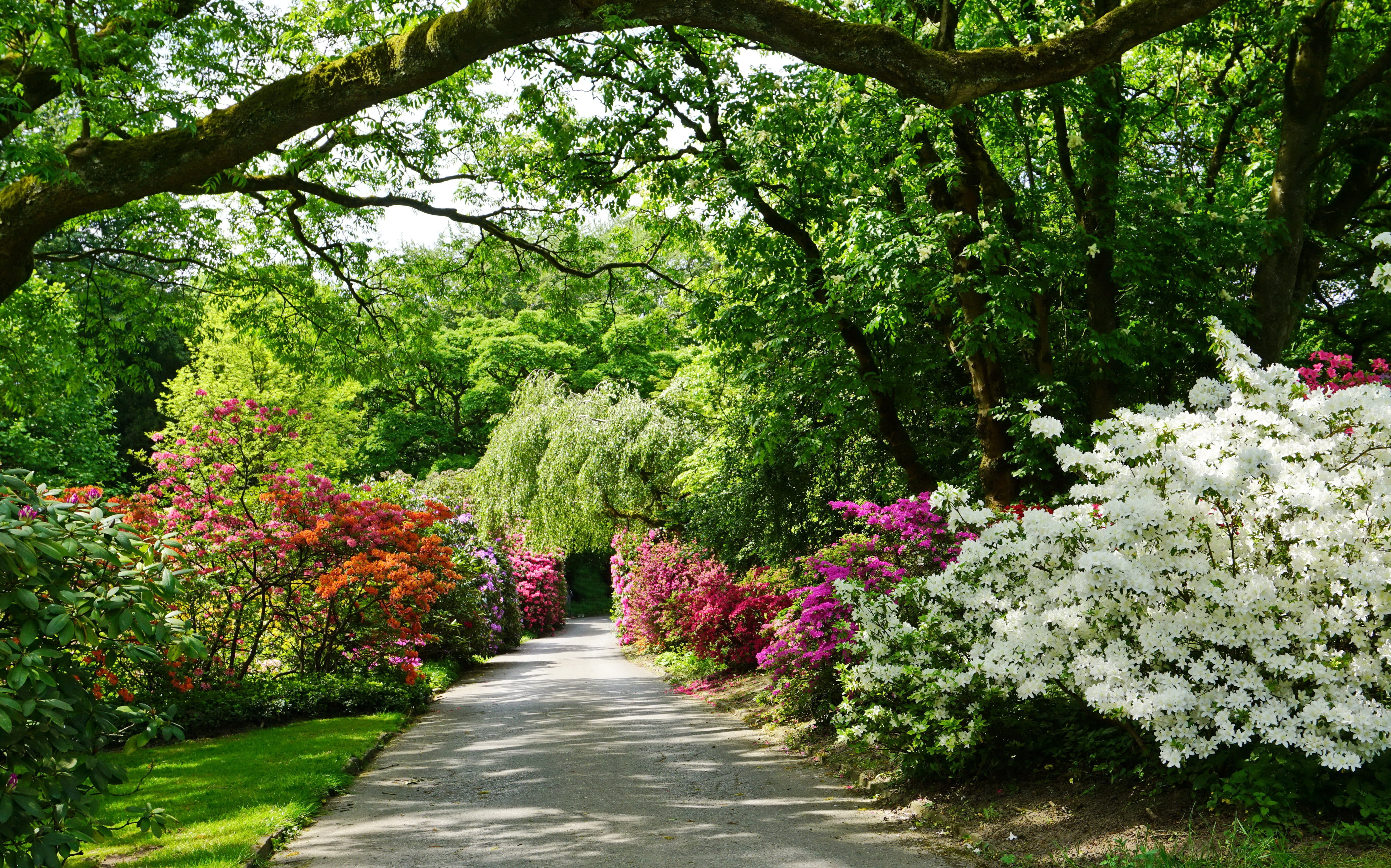 tree, lush foliage, green color, nature, no people, plant, the bushes, Germany, trees, Grugapark Essen, the way forward, alley, foliage, track, Park, flower, HD Wallpaper