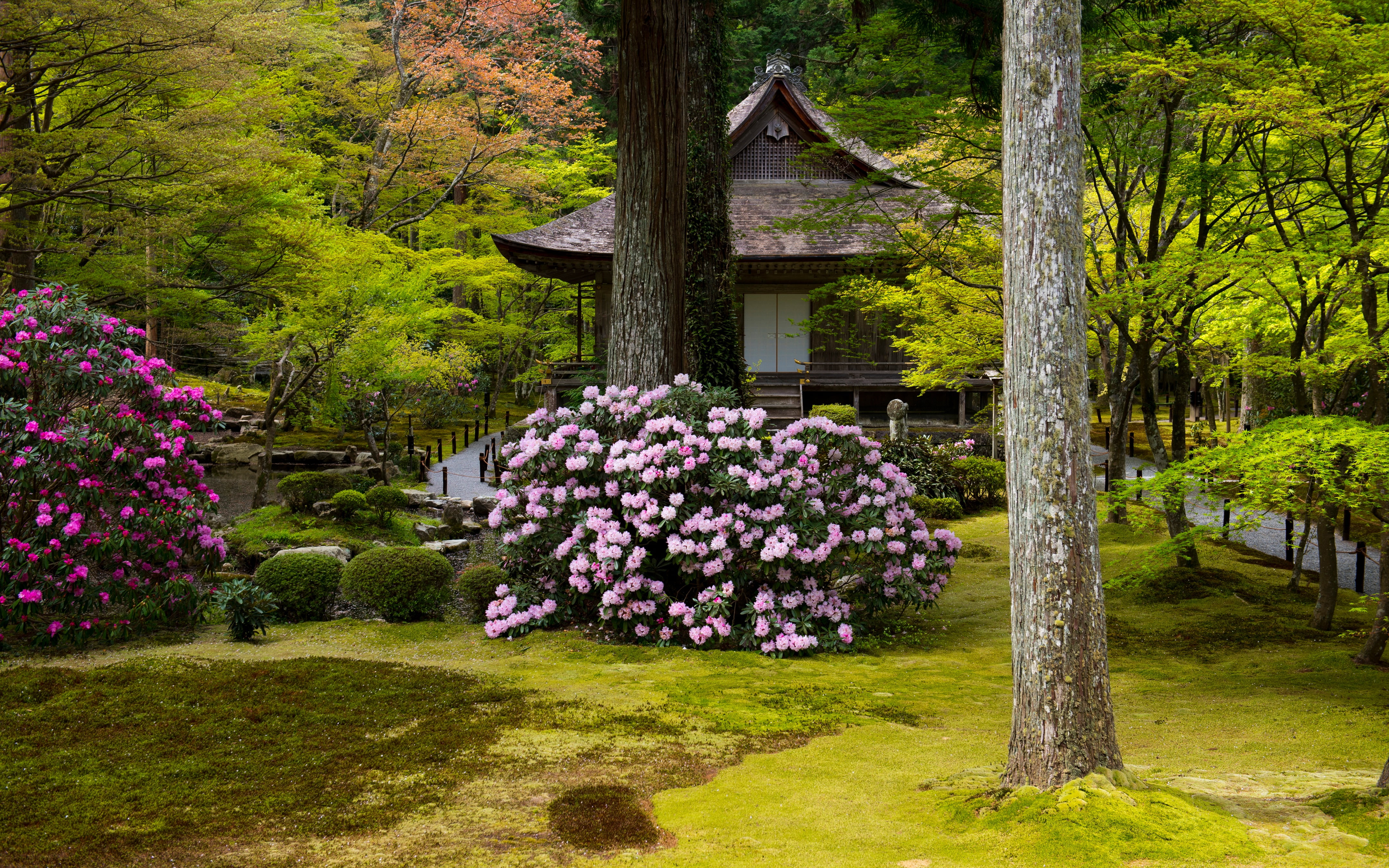 tree, day, front or back yard, flower, built structure, greens, park - man made space, springtime, green color, Kyoto, rhododendrons, lawn, architecture, HD Wallpaper