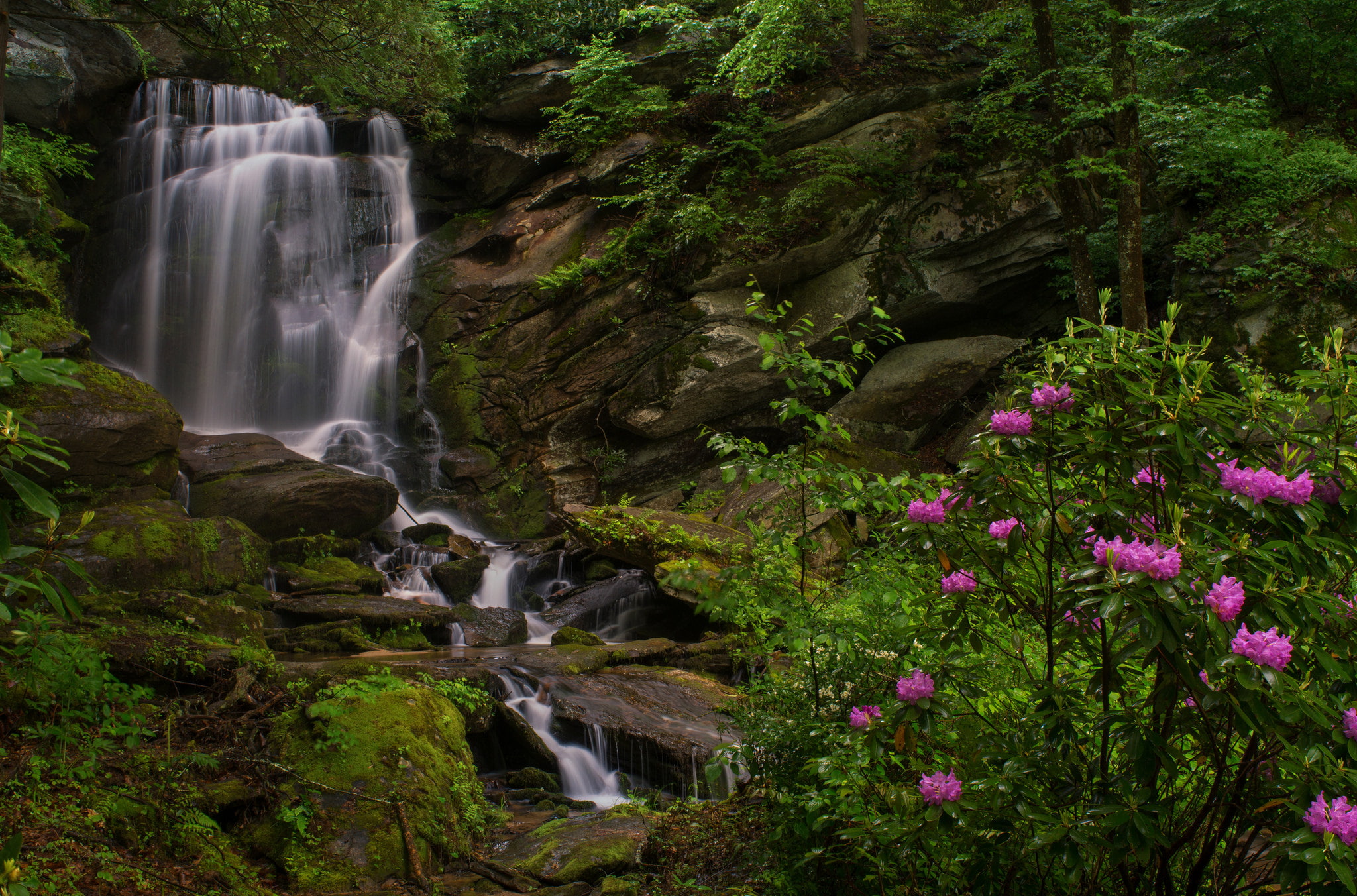 North Carolina, Seven Falls, Etowah, Bush, rocks, rhododendrons, 1080P, waterfall, HD Wallpaper